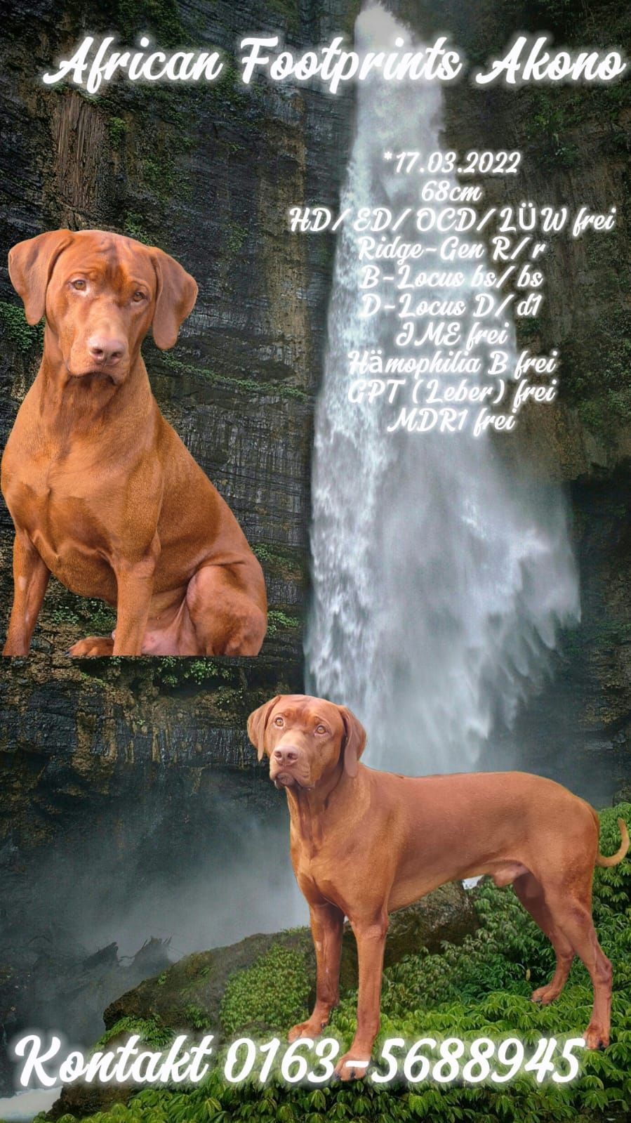 Rhodesian Ridgeback Deckrüde African Footprints Akono, Rassehund Zucht Verein RRBC