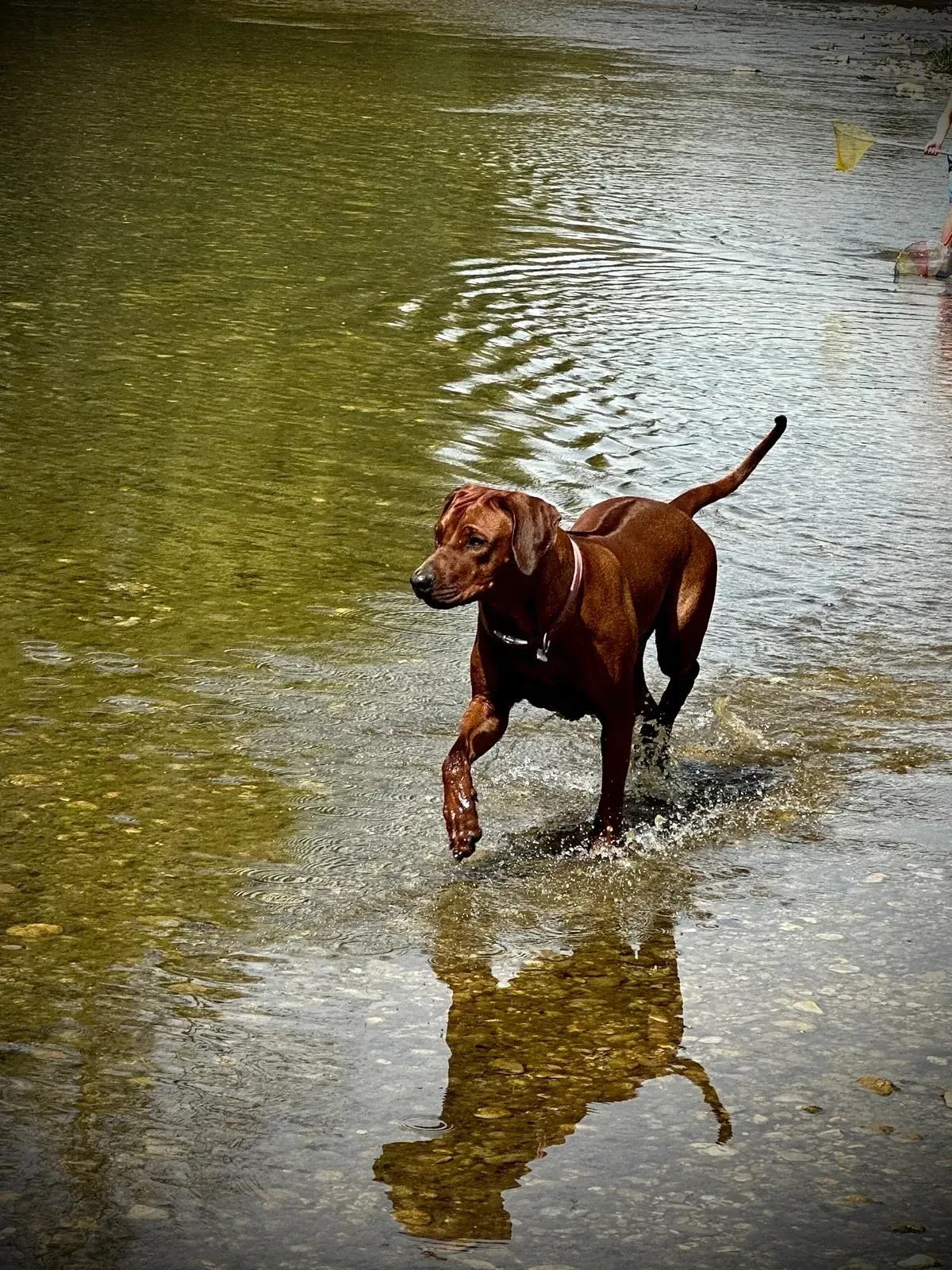 RRBCe.V. - Rhodesian Ridgeback Deckrüde Don Amaro Star of Juwayria
