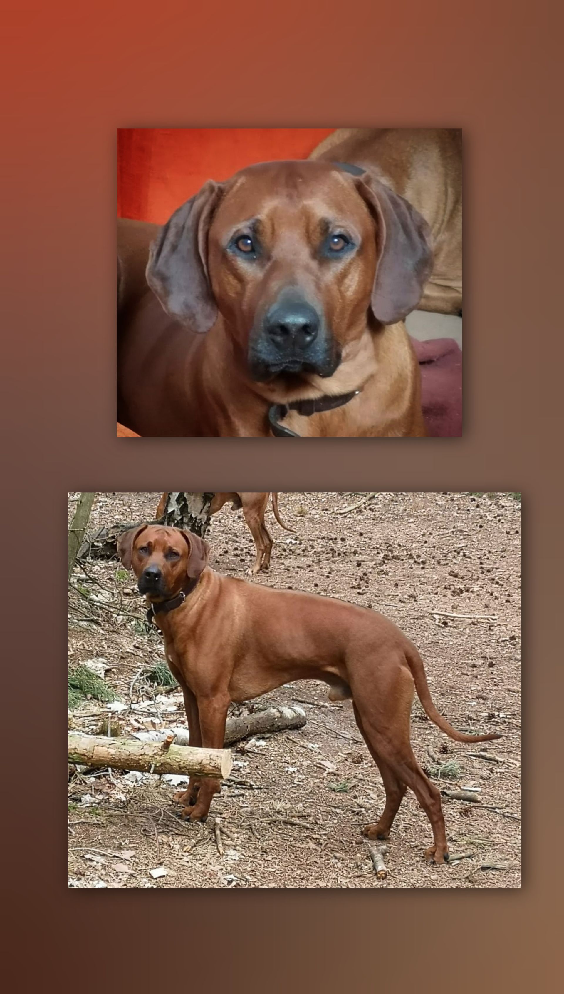 Rhodesian Ridgeback Deckrüde Kwelanga African Oki, Rassehund Zucht Verein RRBC