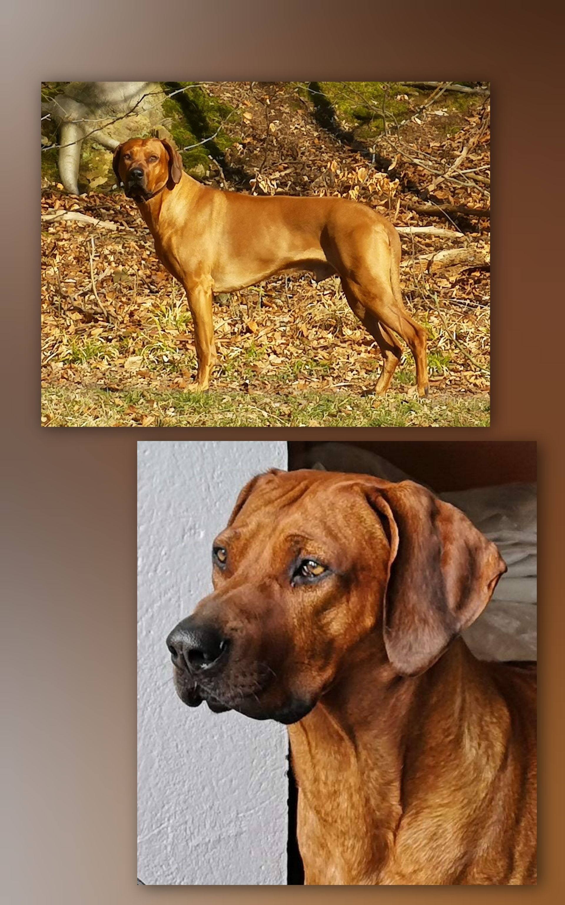 Rhodesian Ridgeback Deckrüde Varasz Rafig of Mombasa, Rassehund Zucht Verein RRBC