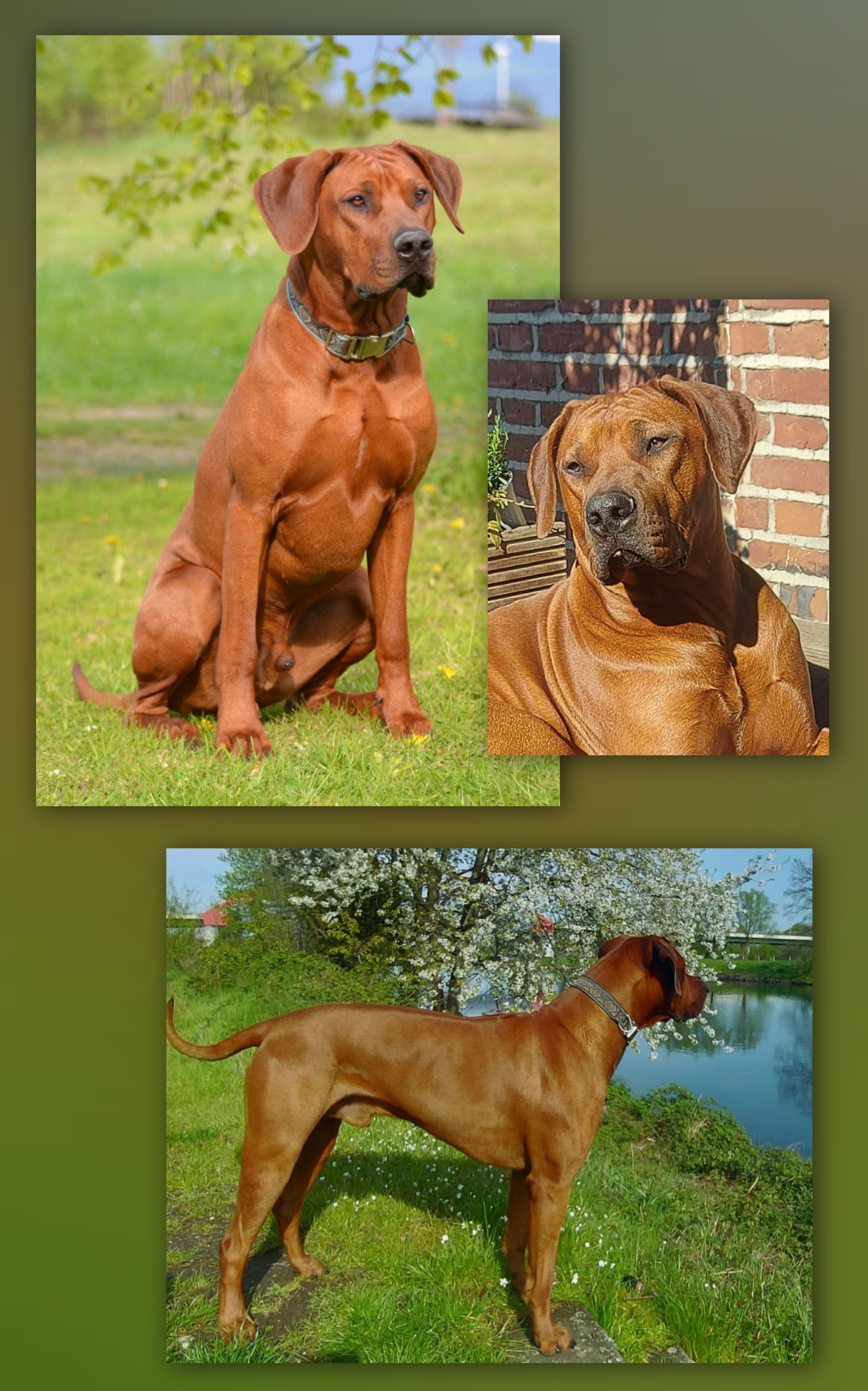 Rhodesian Ridgeback Deckrüde Abeni Keno of Sawubona, Rassehund Zucht Verein RRBC