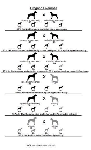 Rhodesian Ridgeback Livernose Rhodesian Ridgeback Livernose, Genetik/Zucht/B-Lokus