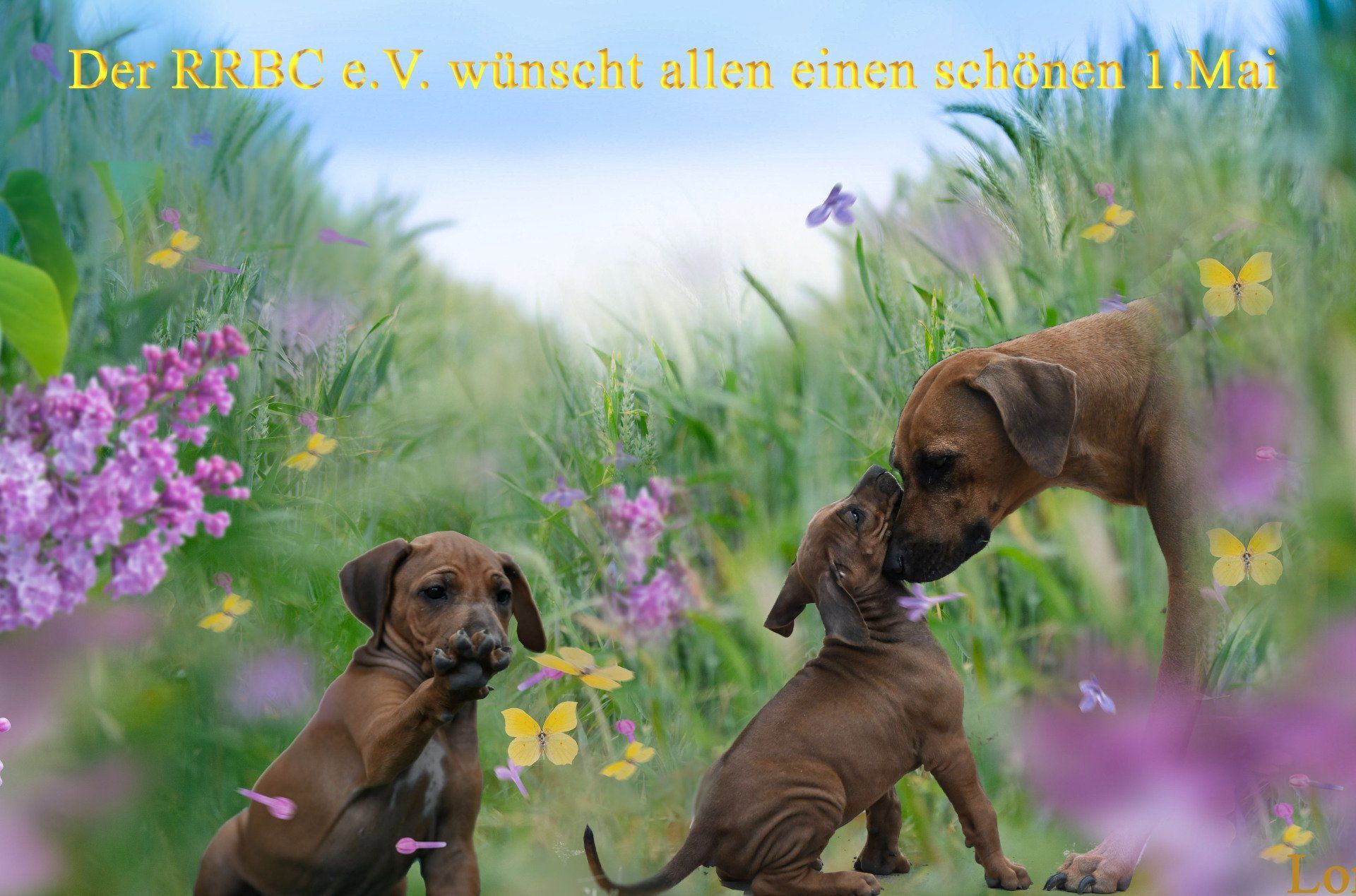 Rhodesian Ridgeback Mai Rhodesian Ridgeback Welpen Mai