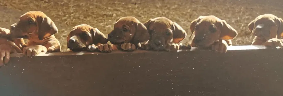 Rhodesian Ridgeback Kennel of Masi Bindi Rhodesian Ridgeback Breed Club e.V.-Rhodesian Ridgeback Kennel of Masi Bindi