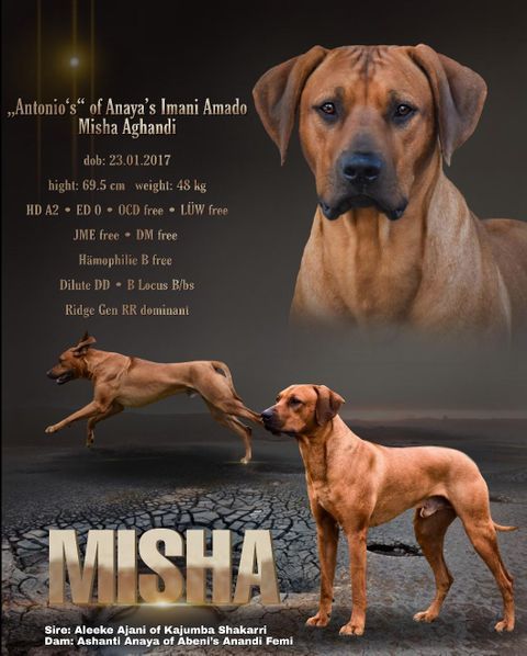 Rhodesian Ridgeback Deckrüde Antonio´s of Anaya´s Imani Amado Misha Aghandi, Rassehund Zucht Verein RRBC