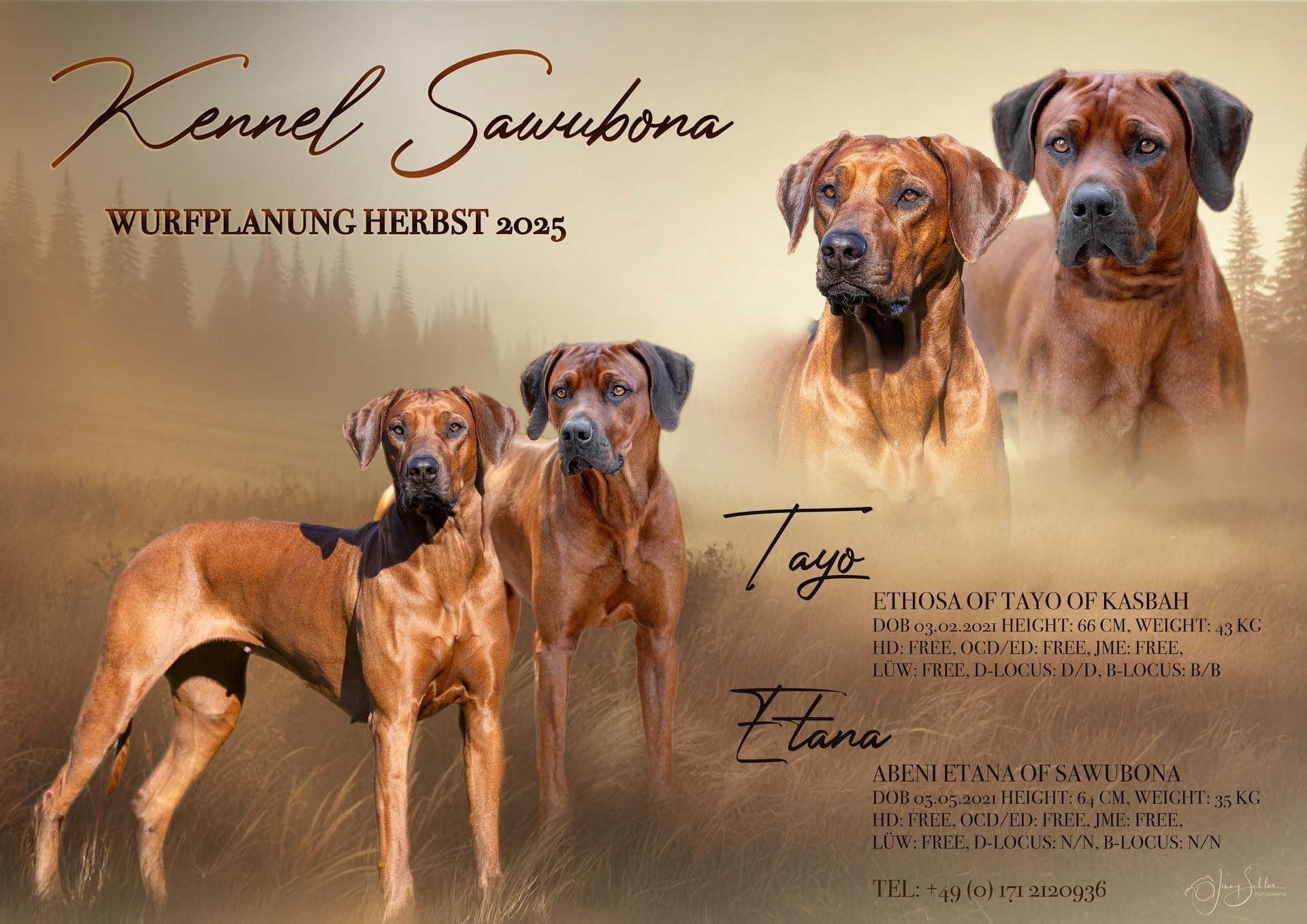 Rhodesian Ridgeback Kennel Sawubona Rhodesian Ridgeback Welpen kaufen RRBCeV, Wurfplanung, Kennel Sawubona,