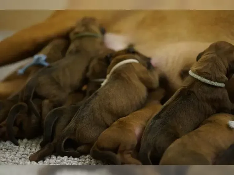 Rhodesian Ridgeback Breed Club e.V. / RRBC Rhodesian Ridgeback Welpen kaufen