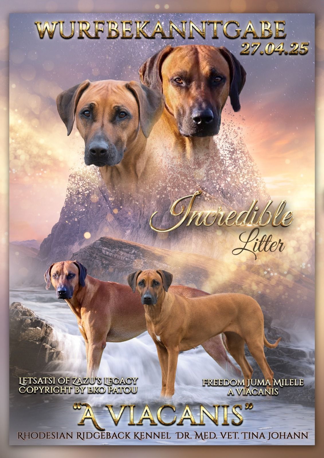 Wurfplanung-A Via Canis RRBC_Rhodesian_Ridgeback_Wurfplanung_aviacanis_Tina Johann