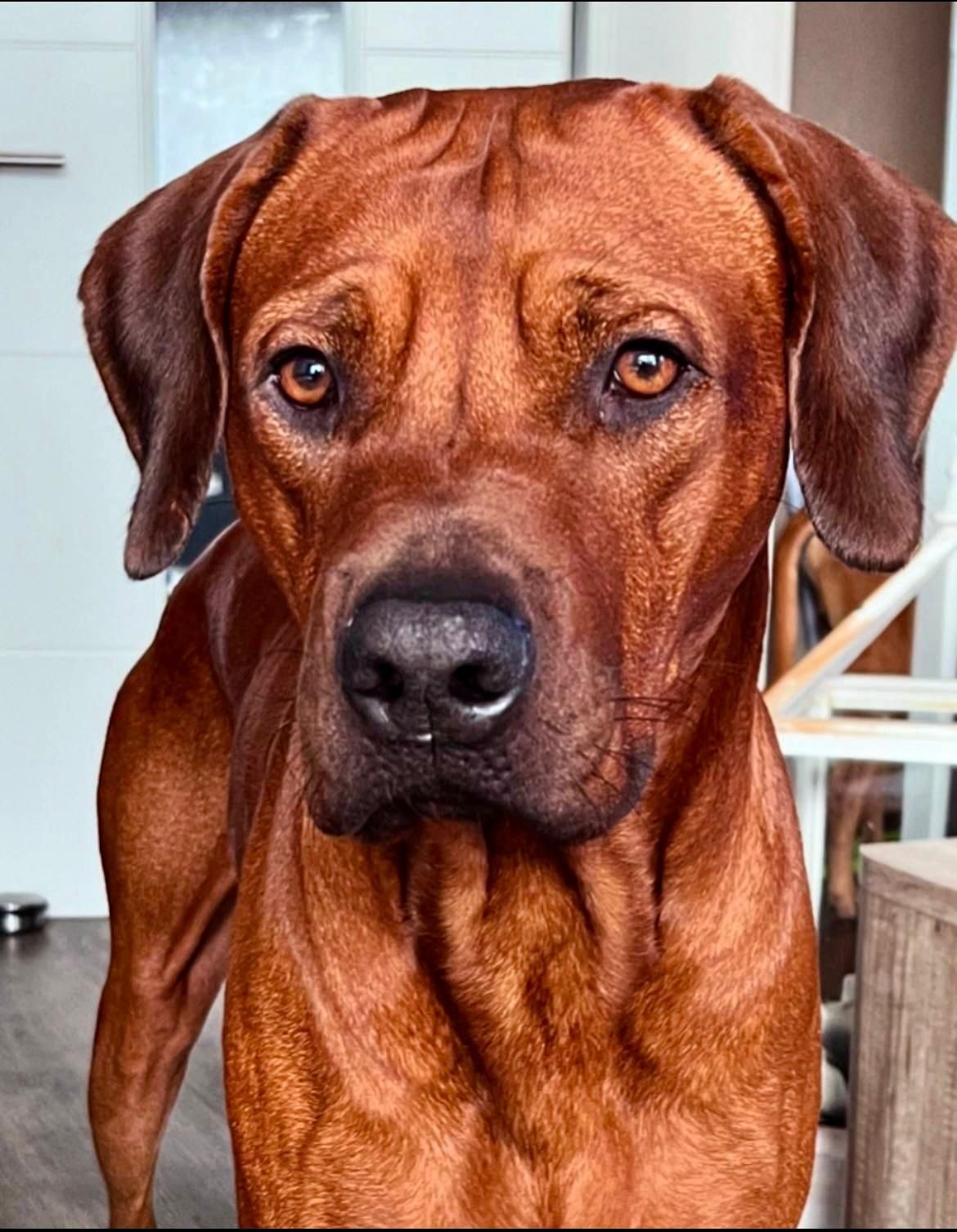 Rhodesian Ridgeback Deckrüde Finn of the red Lion, Rassehund Zucht Verein RRBC, Bild 2