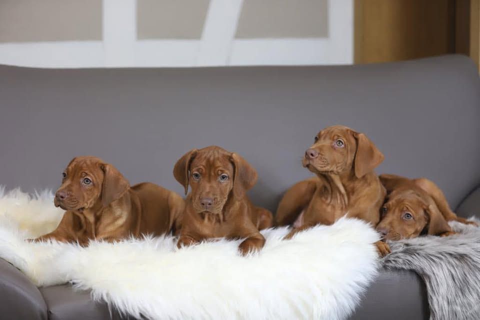 Rhodesian Ridgeback Kennel Joyful Guardian Rhodesian Ridgeback Welpen Livernose, liegen auf einem Schafsfell.