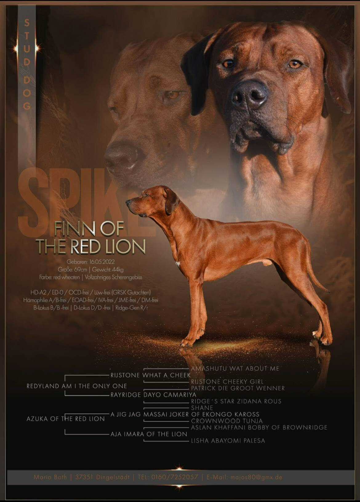 Rhodesian Ridgeback Deckrüde Finn of the red Lion, Rassehund Zucht Verein RRBC