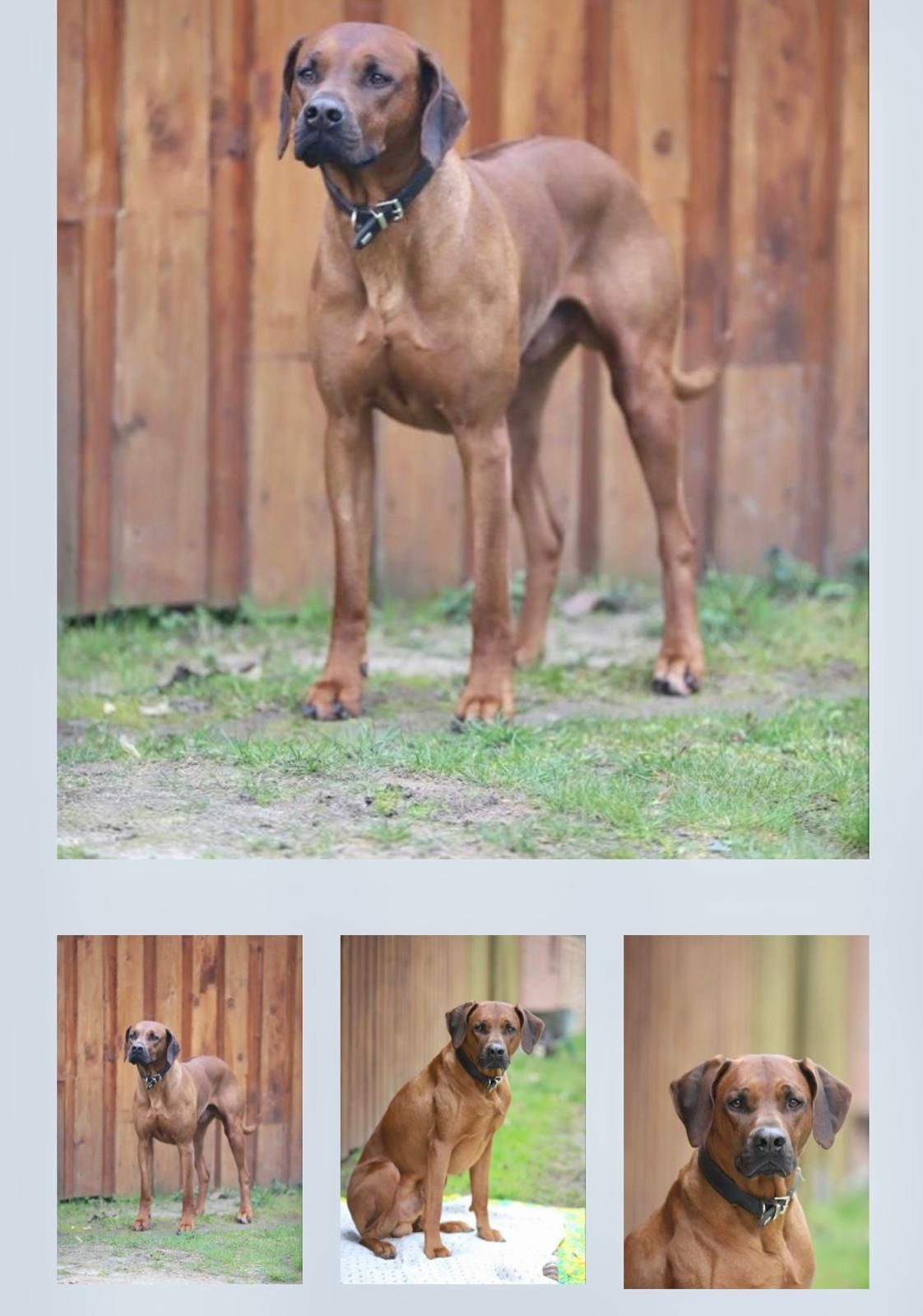 Rhodesian Ridgeback Deckruede Saburi out of africa, Verein RRBC