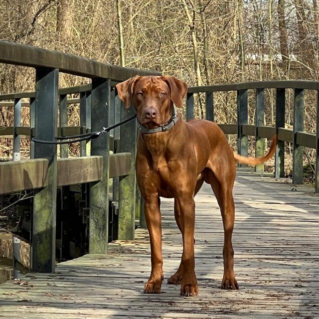 Rhodesian Ridgeback Deckruede Dior joyful guardian, Verein RRBC