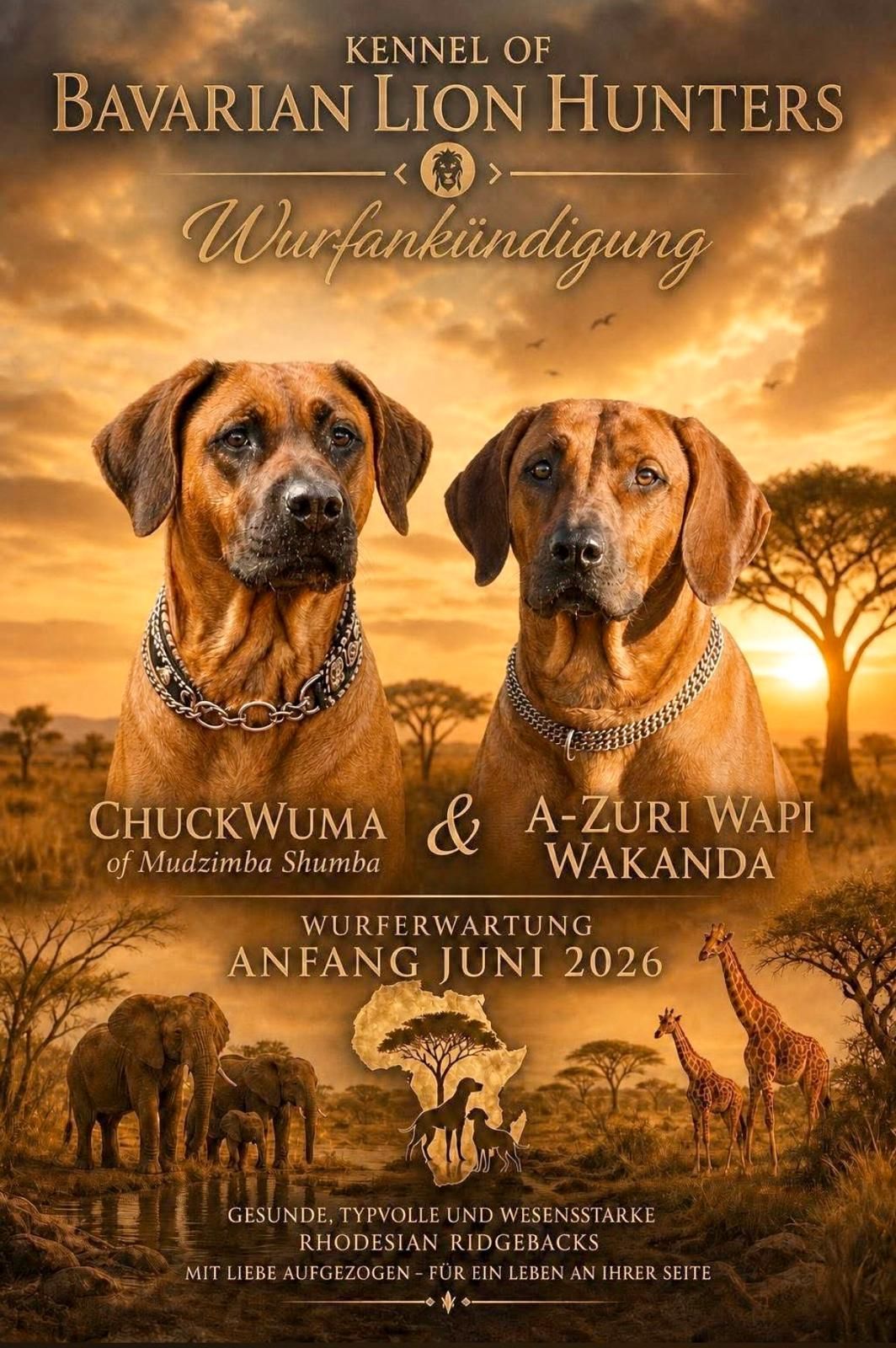 Rhodesian Ridgeback Kennel Bavarian Lion Hunters Rhodesian Ridgeback Kennel Bavarian Lion Hunters