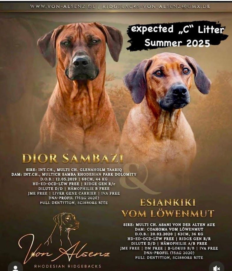 Rhodesian Ridgeback Kennel von Alsenz Zwei Rhodesian Ridgeback Köpfe in Collage einer Welpen Planung