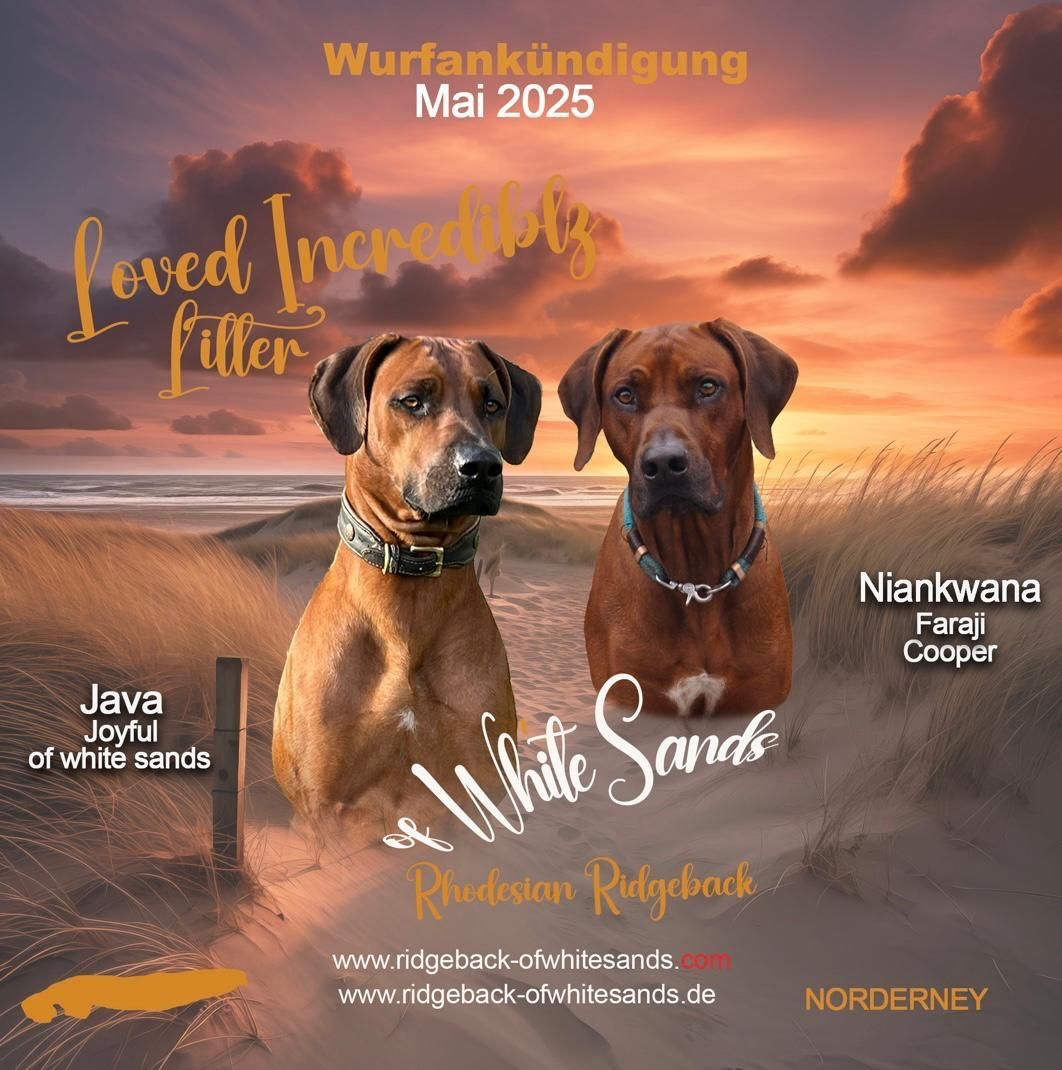 Kennel Ridgeback of White Sands Rhodesian Ridgeback Rüde und Hündin