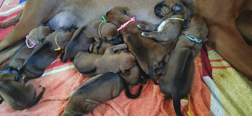 Rhodesian Ridgeback Kennel Anonamata Zuva Wurfmeldung, Welpen kaufen in Meißen, Deutschland