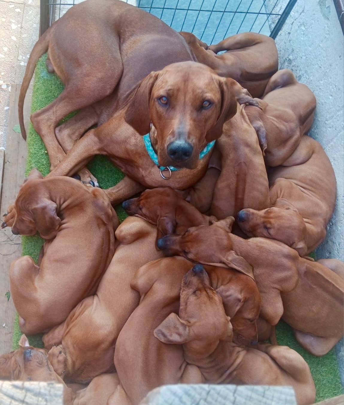 Rhodesian Ridgeback Kennel Memories of Lilmar RRBC Vereinsbilder, Rhodesian Ridgeback Hündin mit Welpen