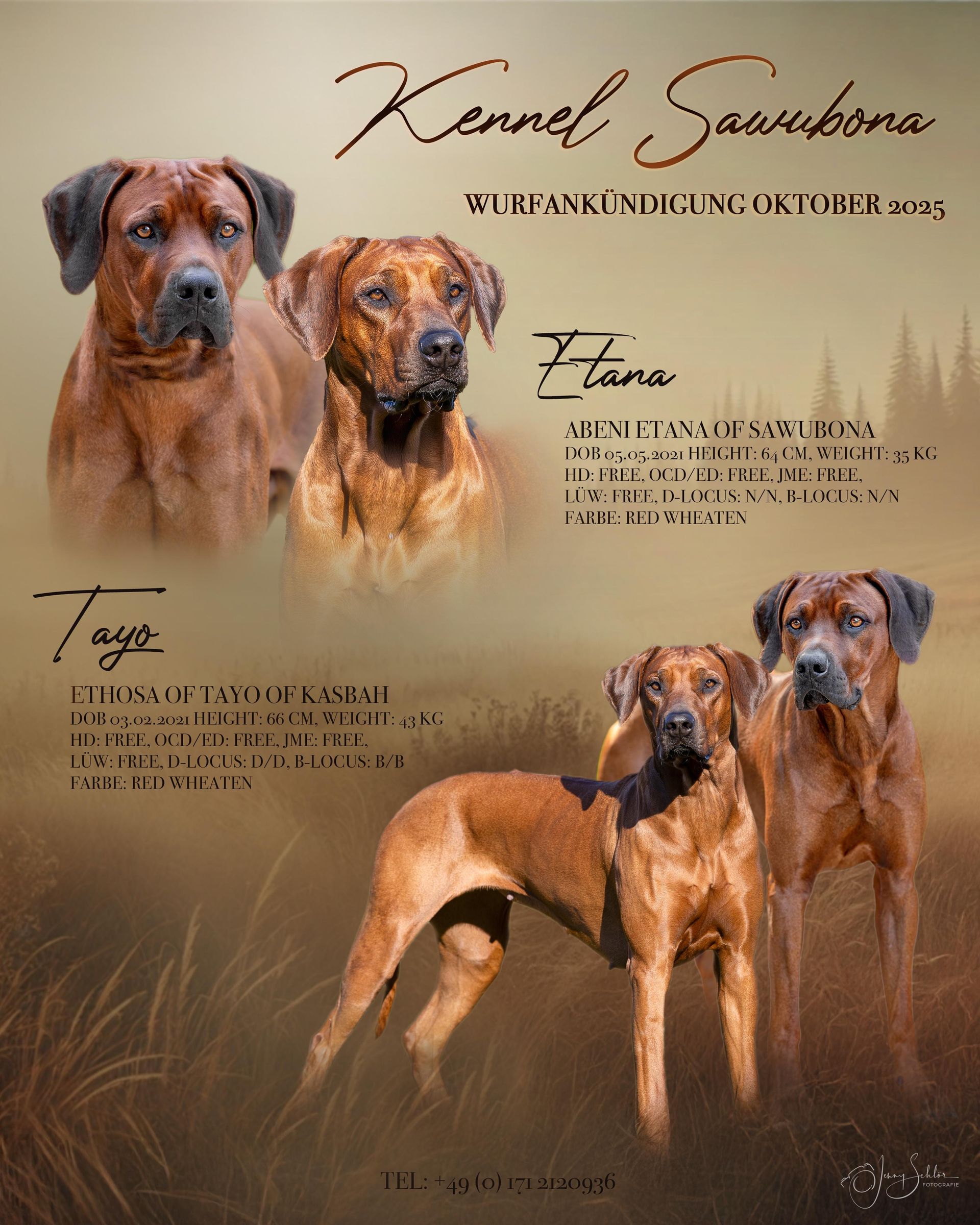 RRBCeV -Rhodesian Ridgeback Kennel Sawubona Text oben auf Wurfankündigungsbild mittig: Rhodesian Ridgeback Wurfplanung, Kennel Sawubona. Bild ist in harmonischen Brauntönen gehalten, mit einem stehenden Ridgeback Rüden und einer Hündin links daneben, unten
rechtsseitig im Bild. Abbildung der Ridgeback Köpfe oben links. Unter den Köpfen steht Name der Ridgebacks mit Liste der Untersuchungen.