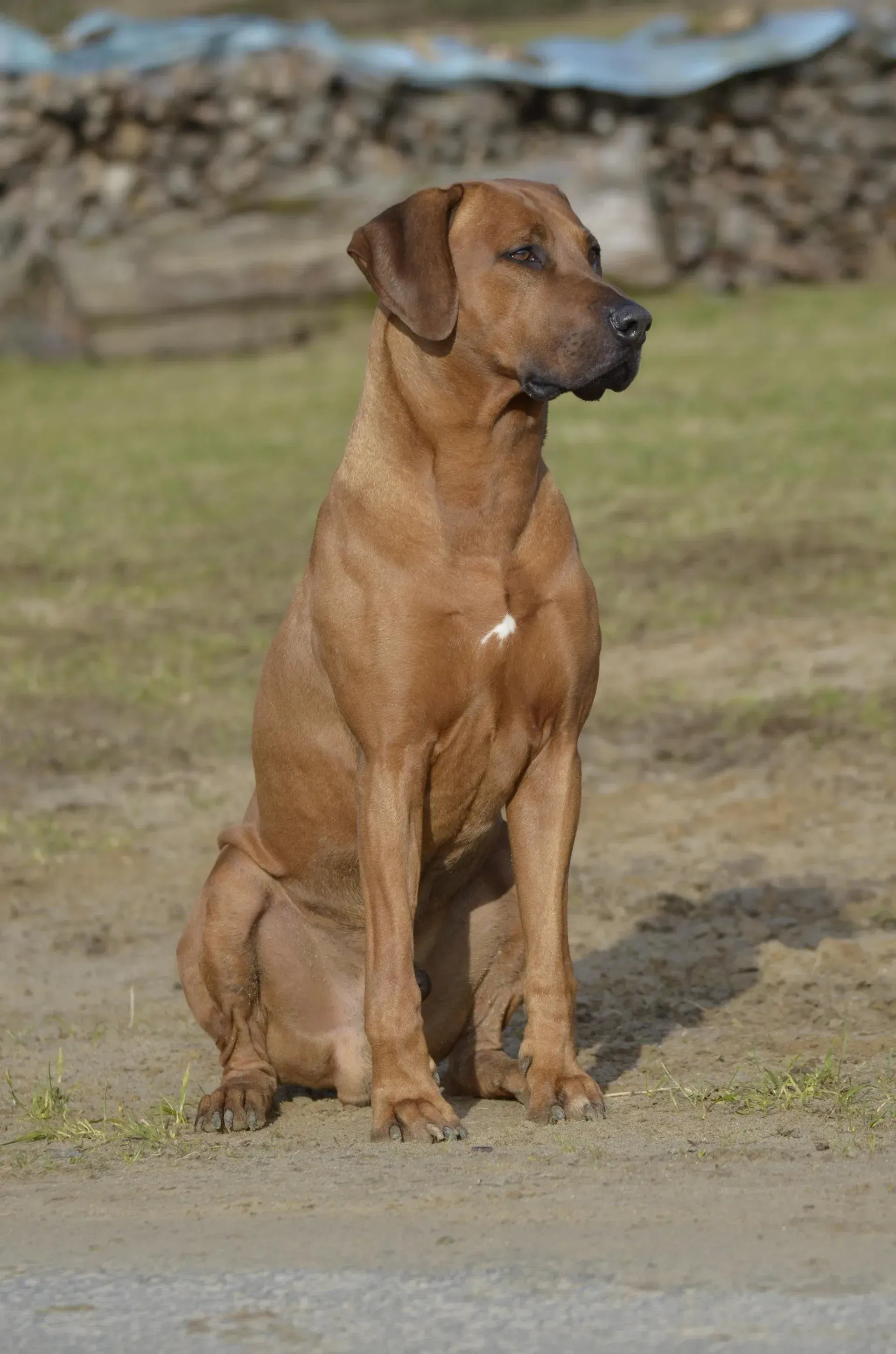 Stehender Rhodesian Ridgeback Deckrüde-Cojochripa Dendera ZazuZazu-Rassehund Zuchtverein RRBC