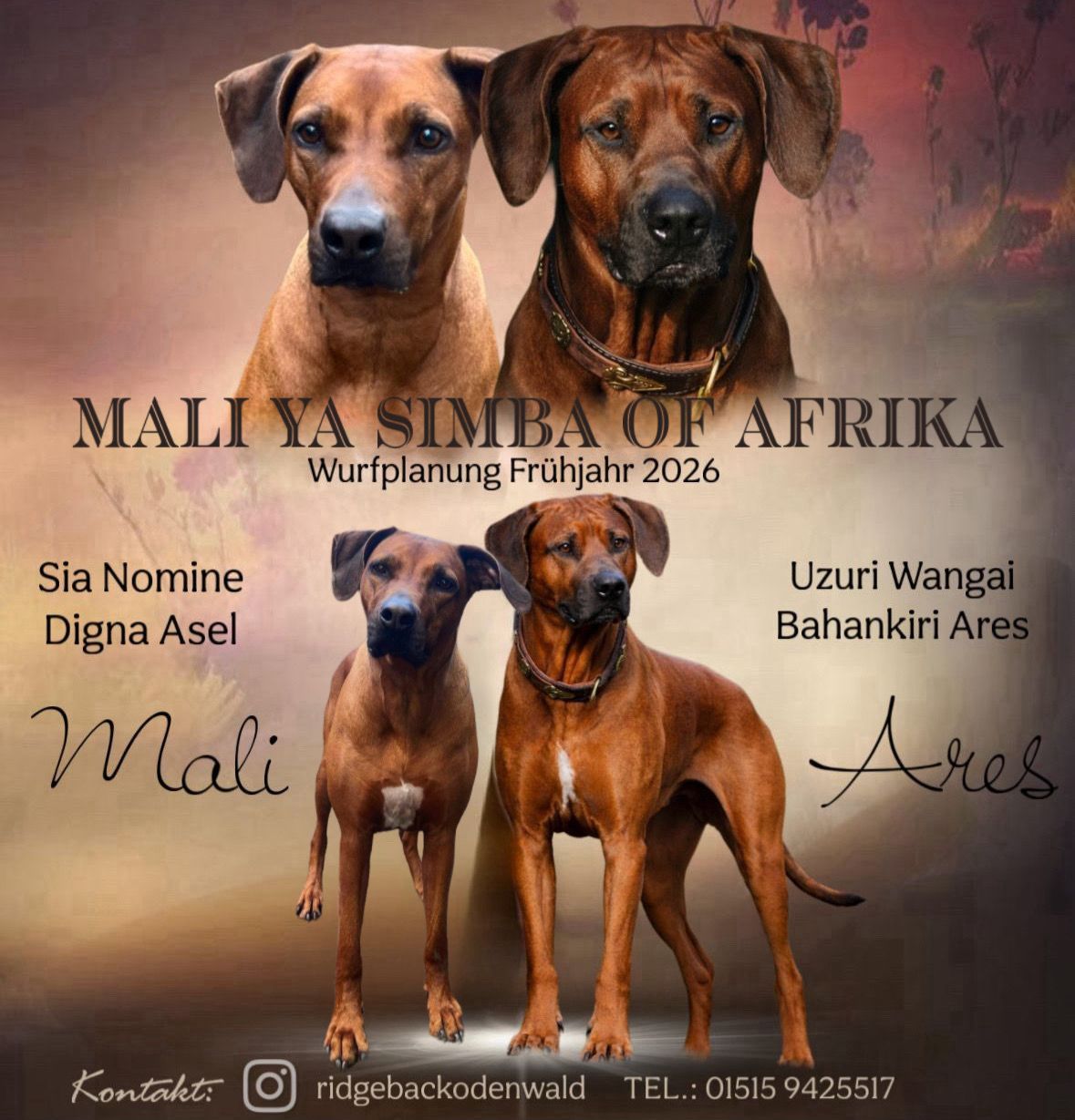 Eine Rhodesian Ridgeback Wurfplanung Welpen im RRBC, 2 Ridgebacks mit Kontaktdaten Bild