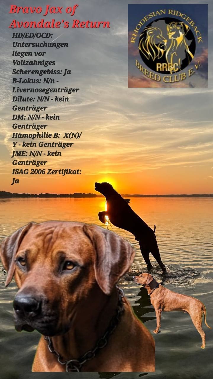 Deckrüde Bravo Jax of Avondal's Return Deckruede im RRBC Bravo Jax of Avondal's Return