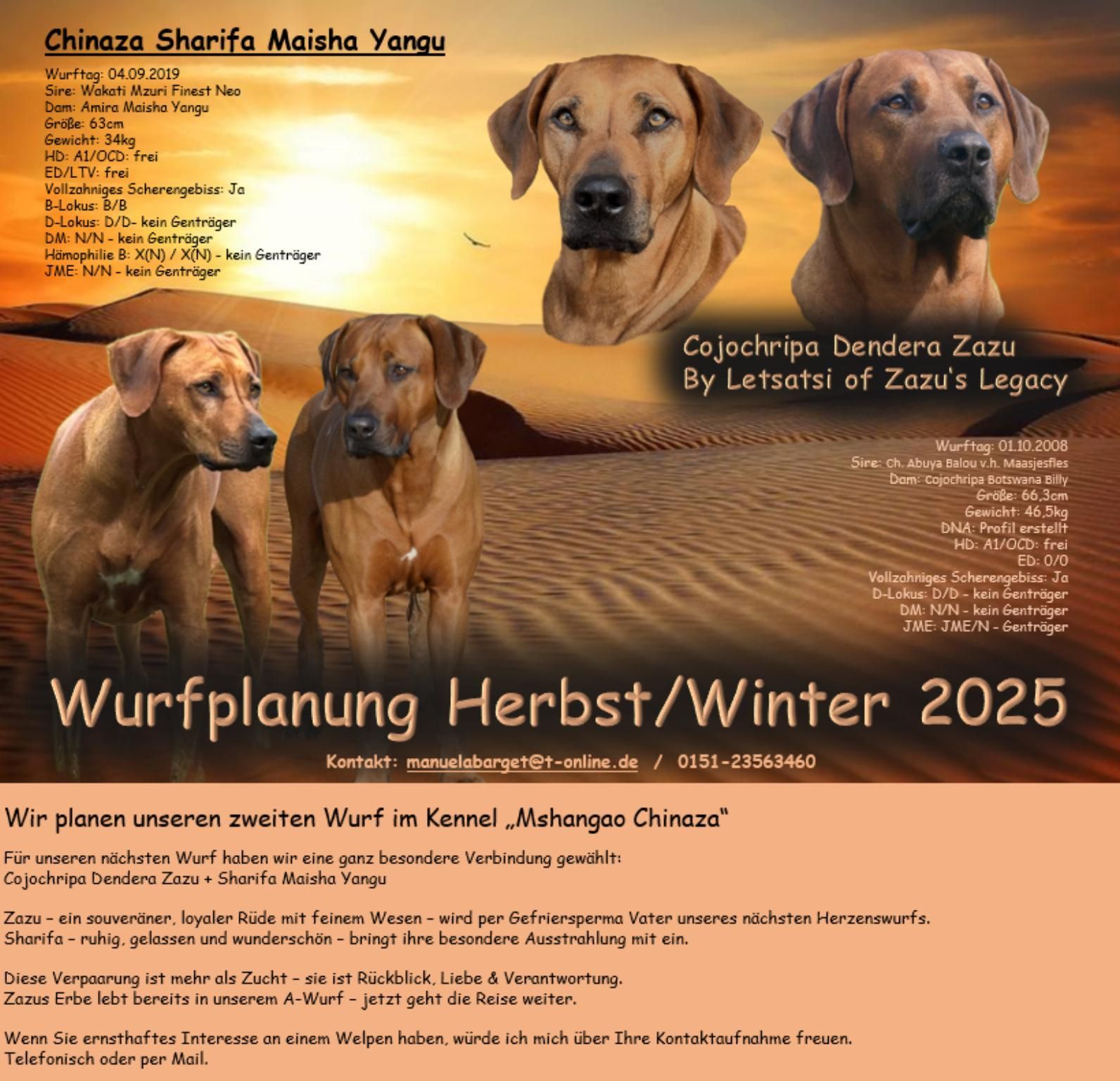 Rhodesian Ridgeback Kennel Mshangao Chinaza Rhodesian Ridgeback Kennel Mshangao Chinaza. Elterntiere, für Wurfplanung im RRBC, auf dem Bild. Rassehunde stehend und mit Kopfaufnahme.