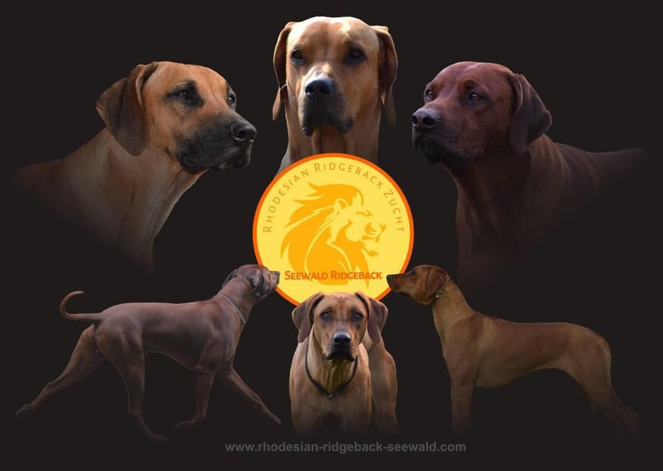 Rhodesian Ridgeback Kennel Seewald Rhodesian Ridgeback Breed Club e.V.-Rhodesian Ridgeback Kennel Seewald