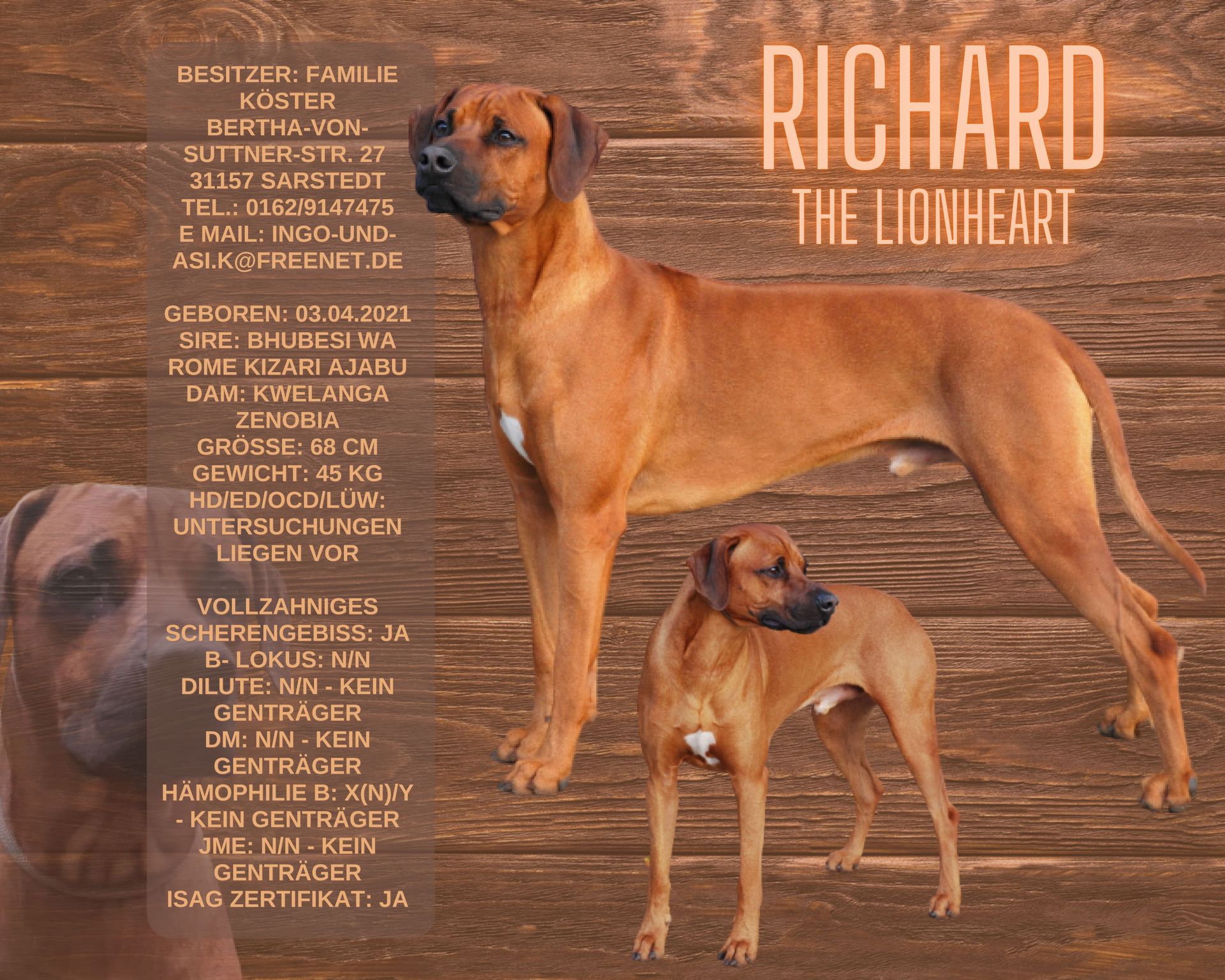 Rhodesian Ridgeback Deckrüde Richard the Lionheart, Rassehund Zucht Verein RRBC
