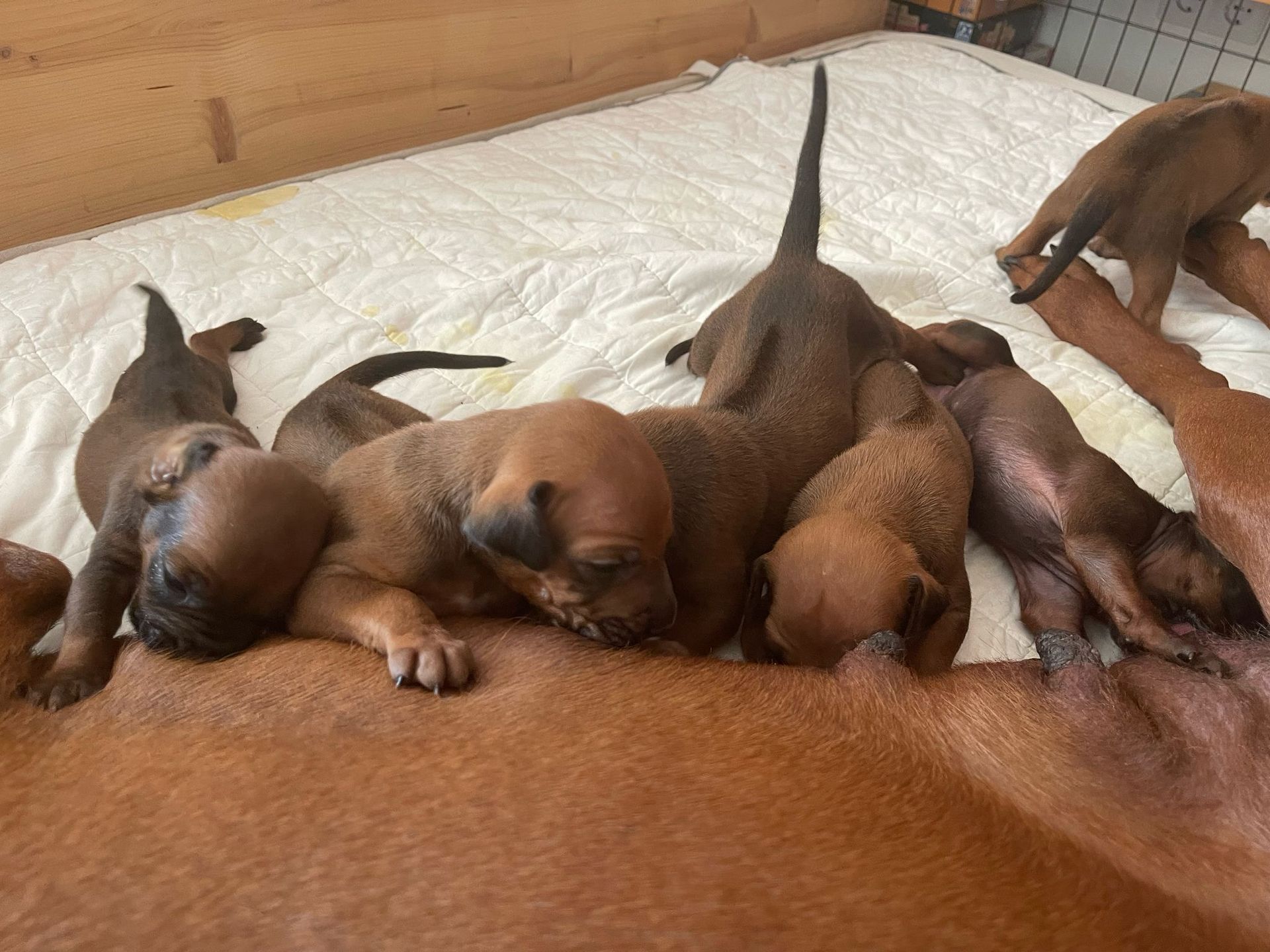 6 Rhodesian Ridgeback Welpen liegen am Gesäuge der Hündin