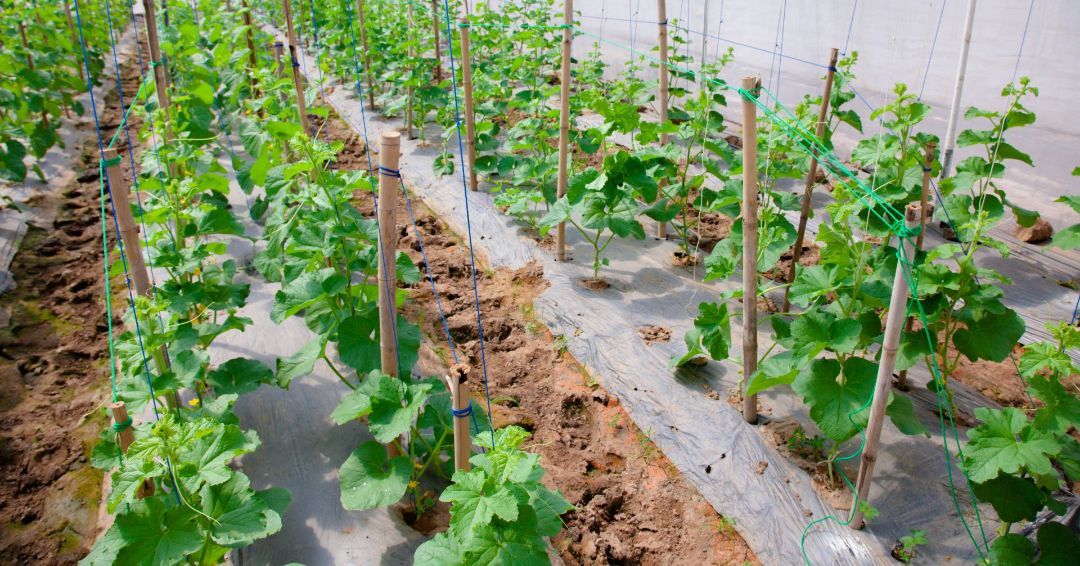 Abdeckung, Pflanzen, Wintervlies, Landwirtschaft, Abdecken, Gemüse GALA Bau, Federvlies, Winterschutz, Pflanzenschutz