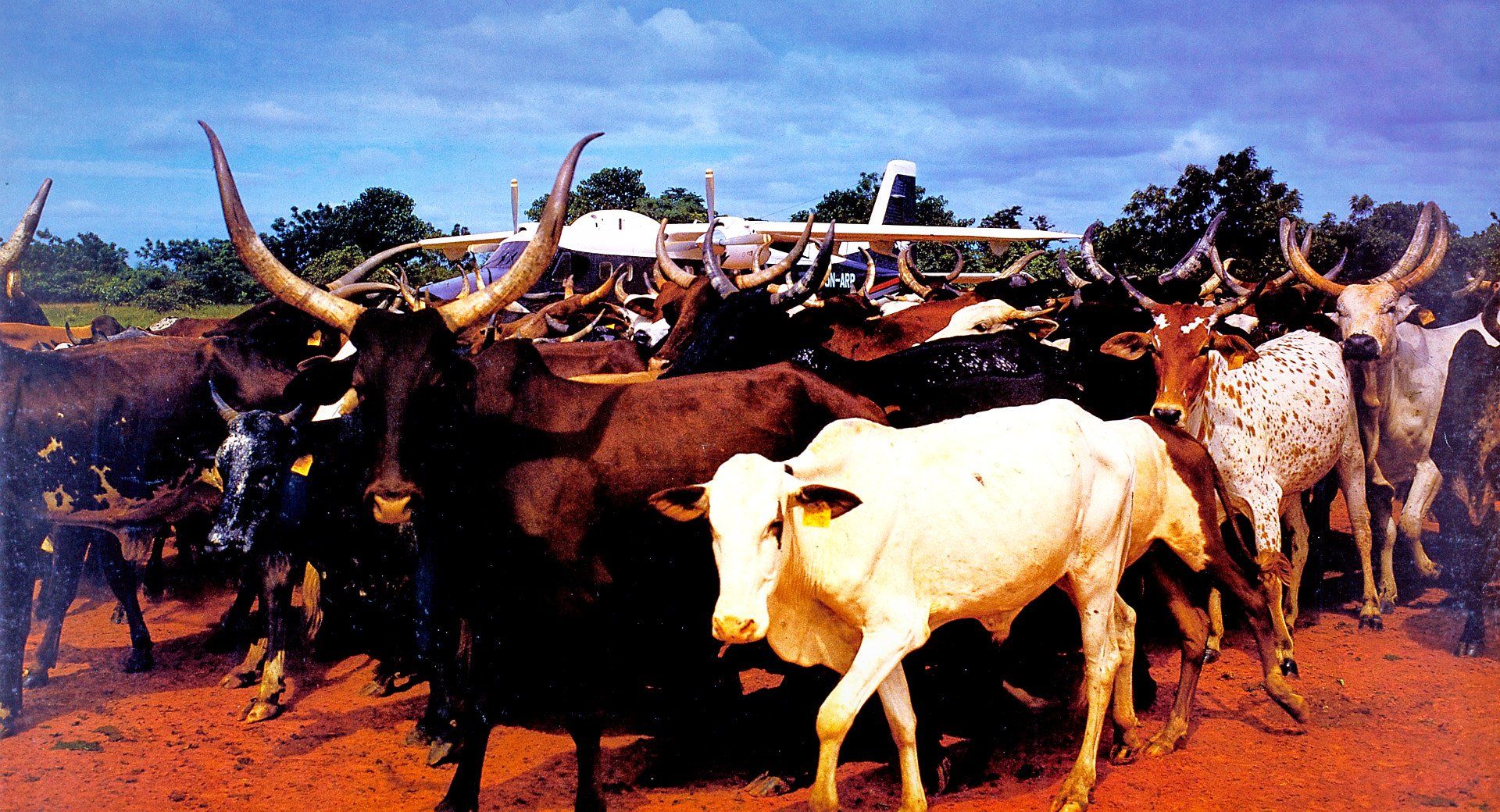 dornier 228 nigeria robert doppelbauer dornier 228 nigeria