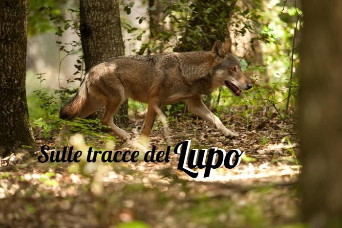 Torce, lucciole e Luma Piena