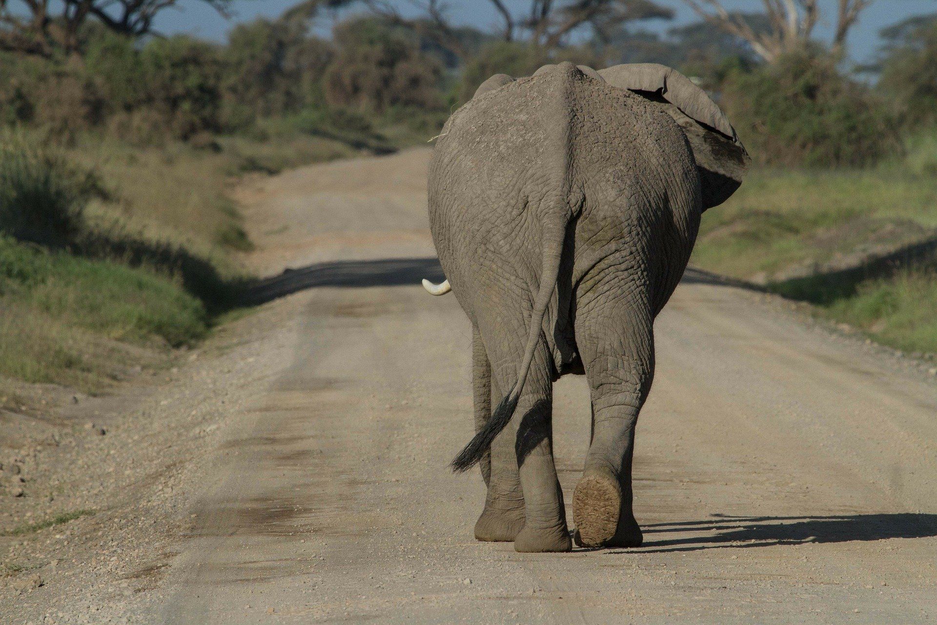 Mit Guides auf Safari durch Kenia