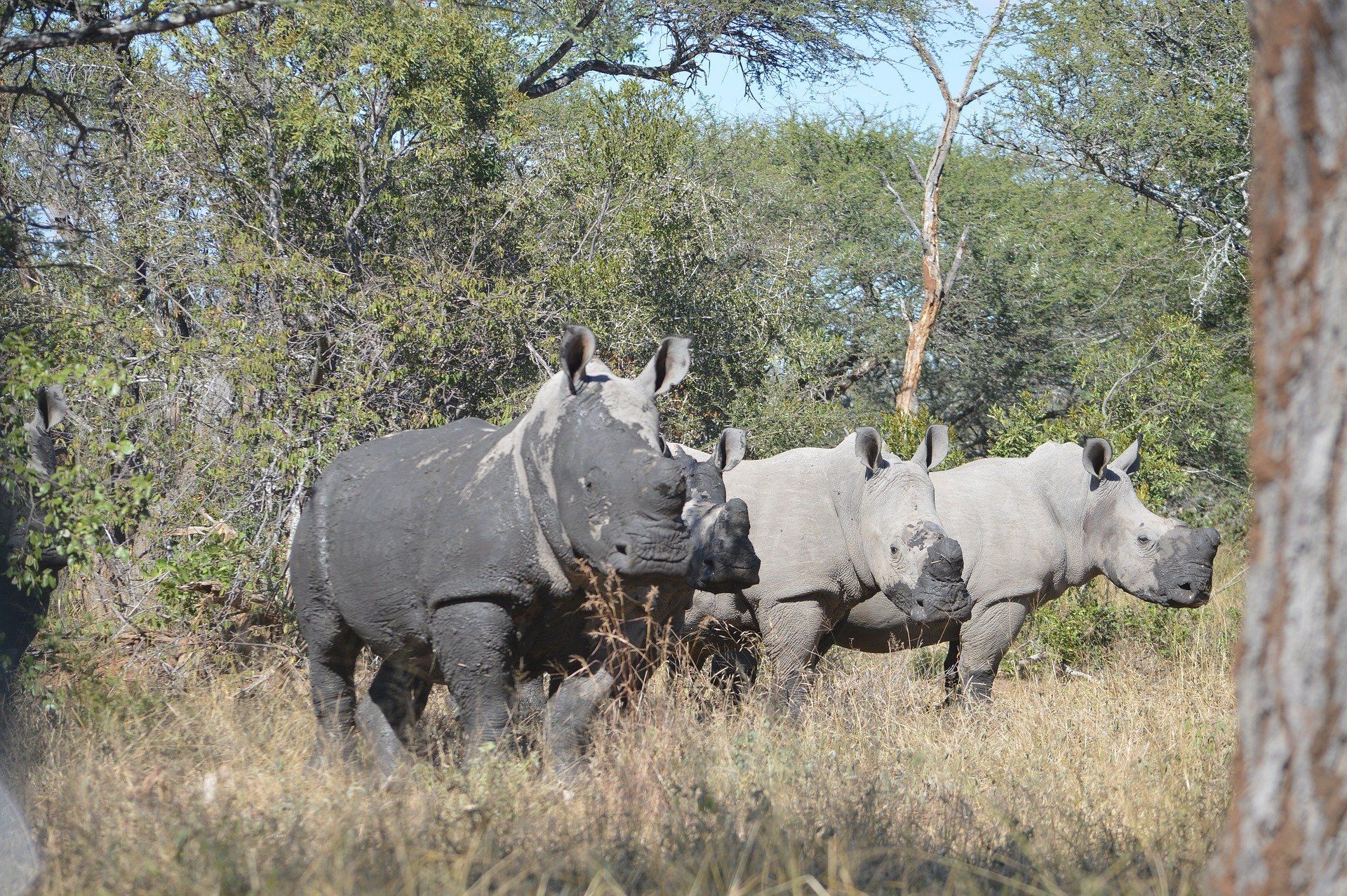 Auf Safari durch den Krüger-Nationalpark in Südafrika