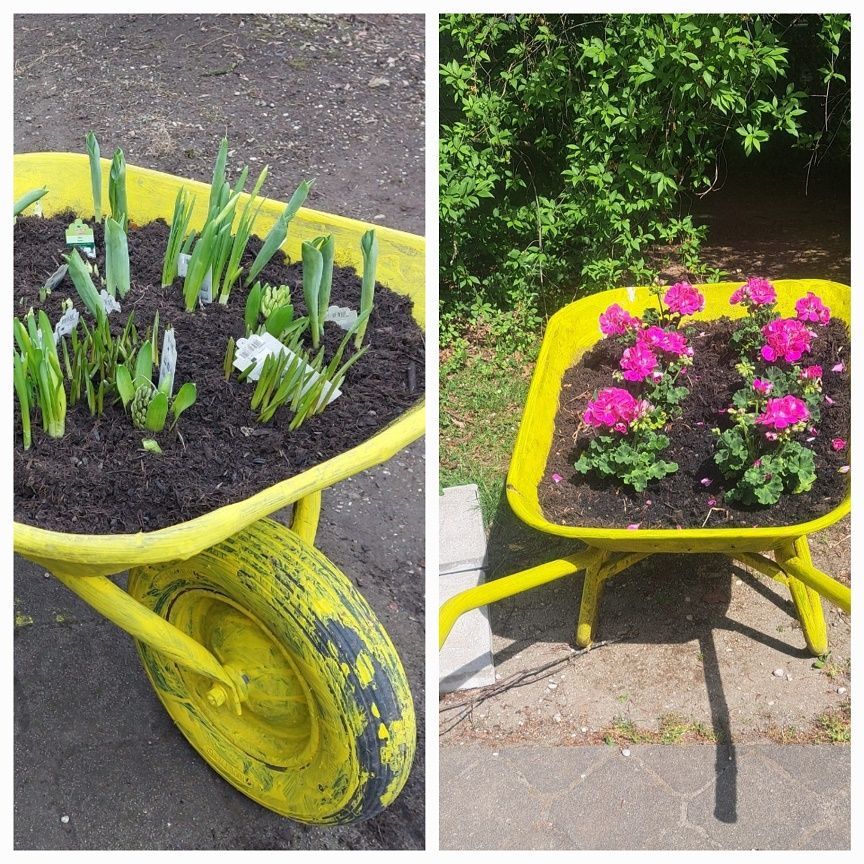 Unsere alte Schubkarre erstrahlt in einem neuen Blumenkleid.