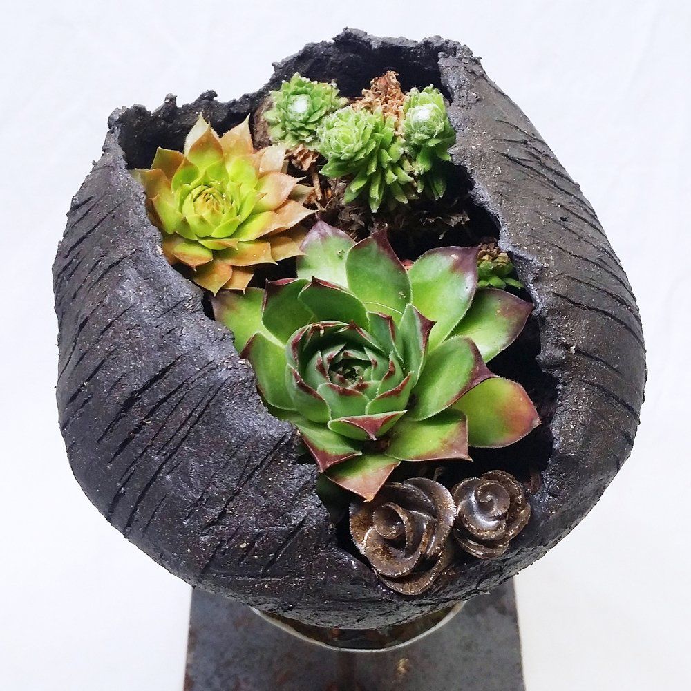 Keramik Dekoration Pflanzschale auf weißem Grund