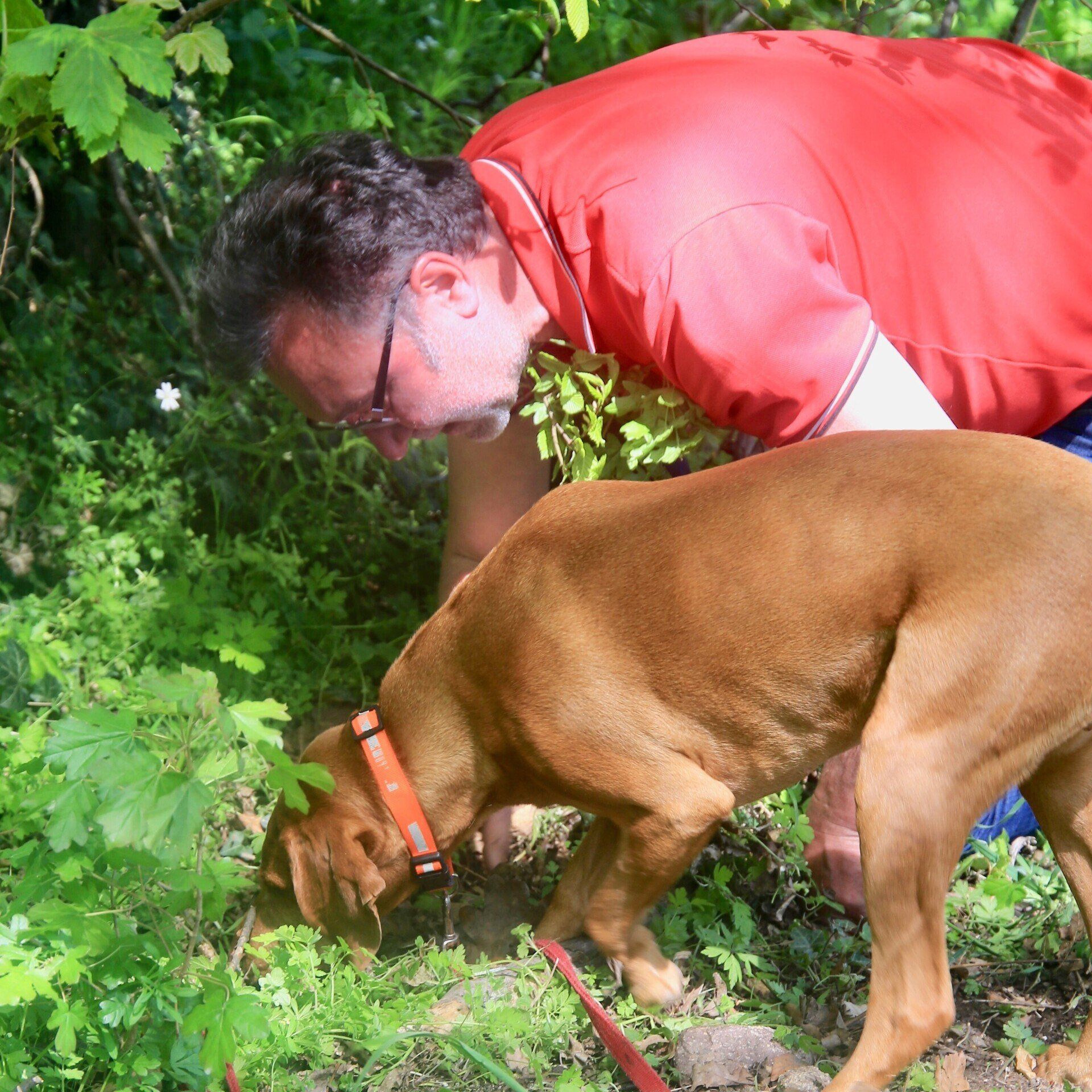 Mann mit Jagdhund bei der Trüffelsuche
