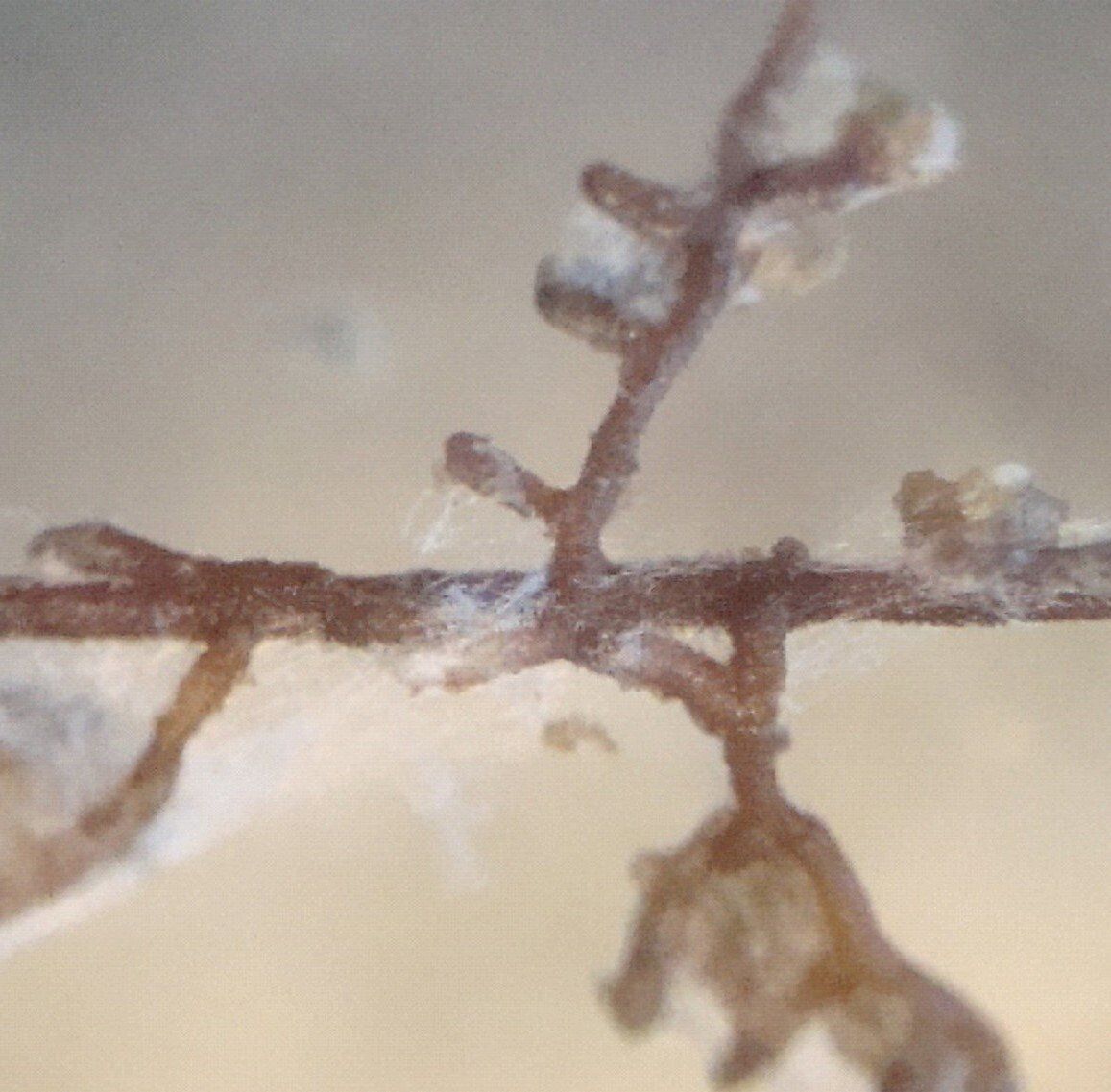 Verbindungsstelle zwischen Pilz und Wurzel - Mykorrhiza