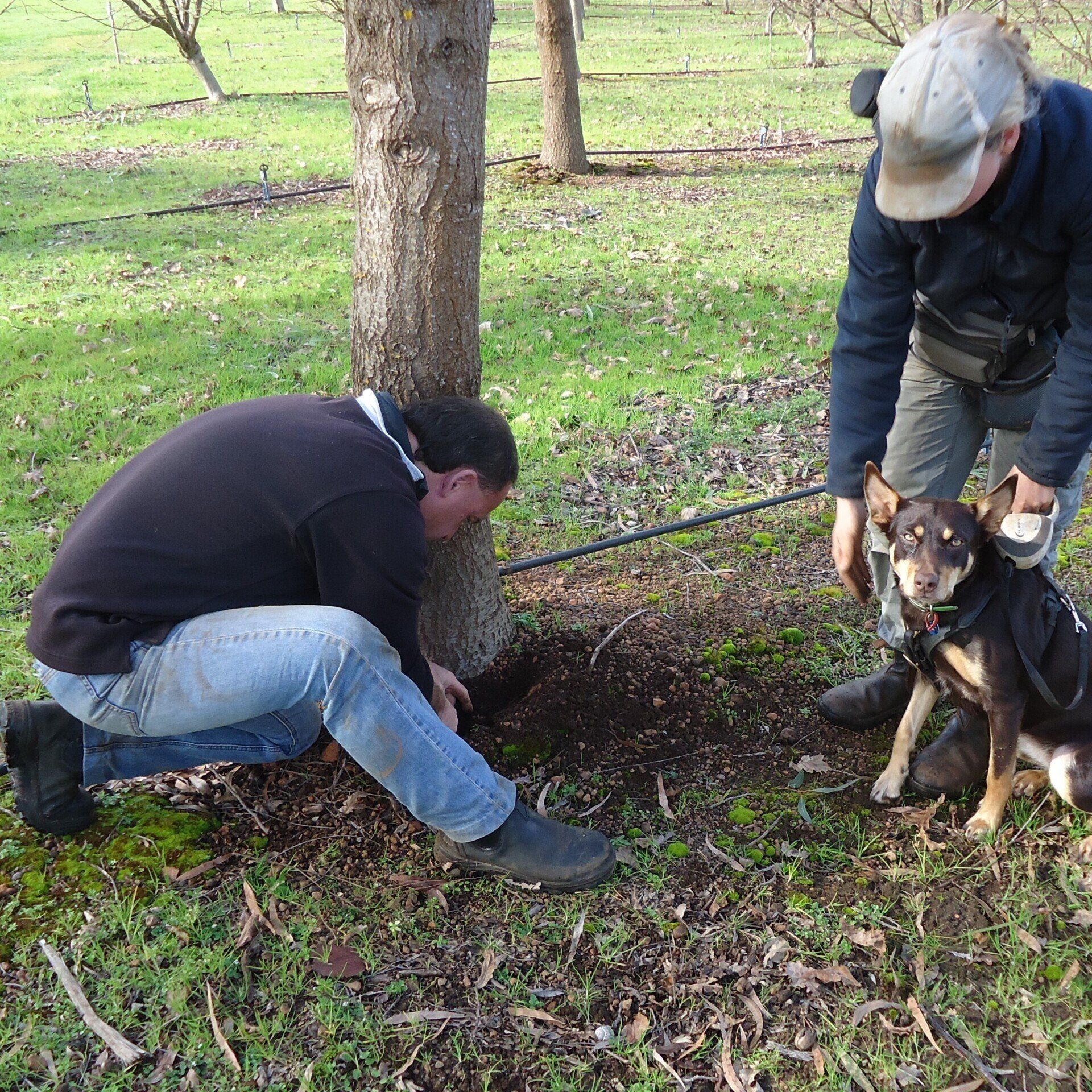 Trüffelernte mit Hund auf einer Trüffelplantage