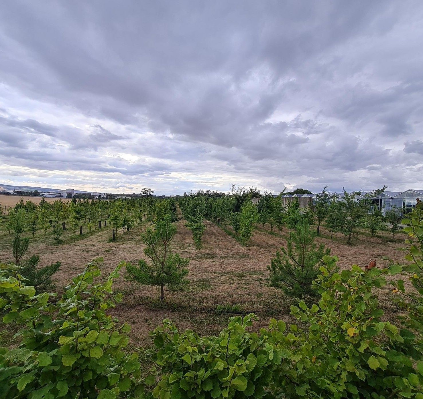 Sechsjährige Trüffelplantage mit ersten Trüffelfunden