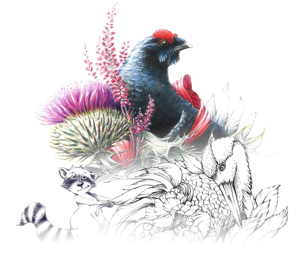 Collage: Schottlands Nationalblume Distel, Heidekraut, Birkhahn,
Schwarzweiß-Zeichnung Waschbär, Kranich, Illustrationsbeispiele