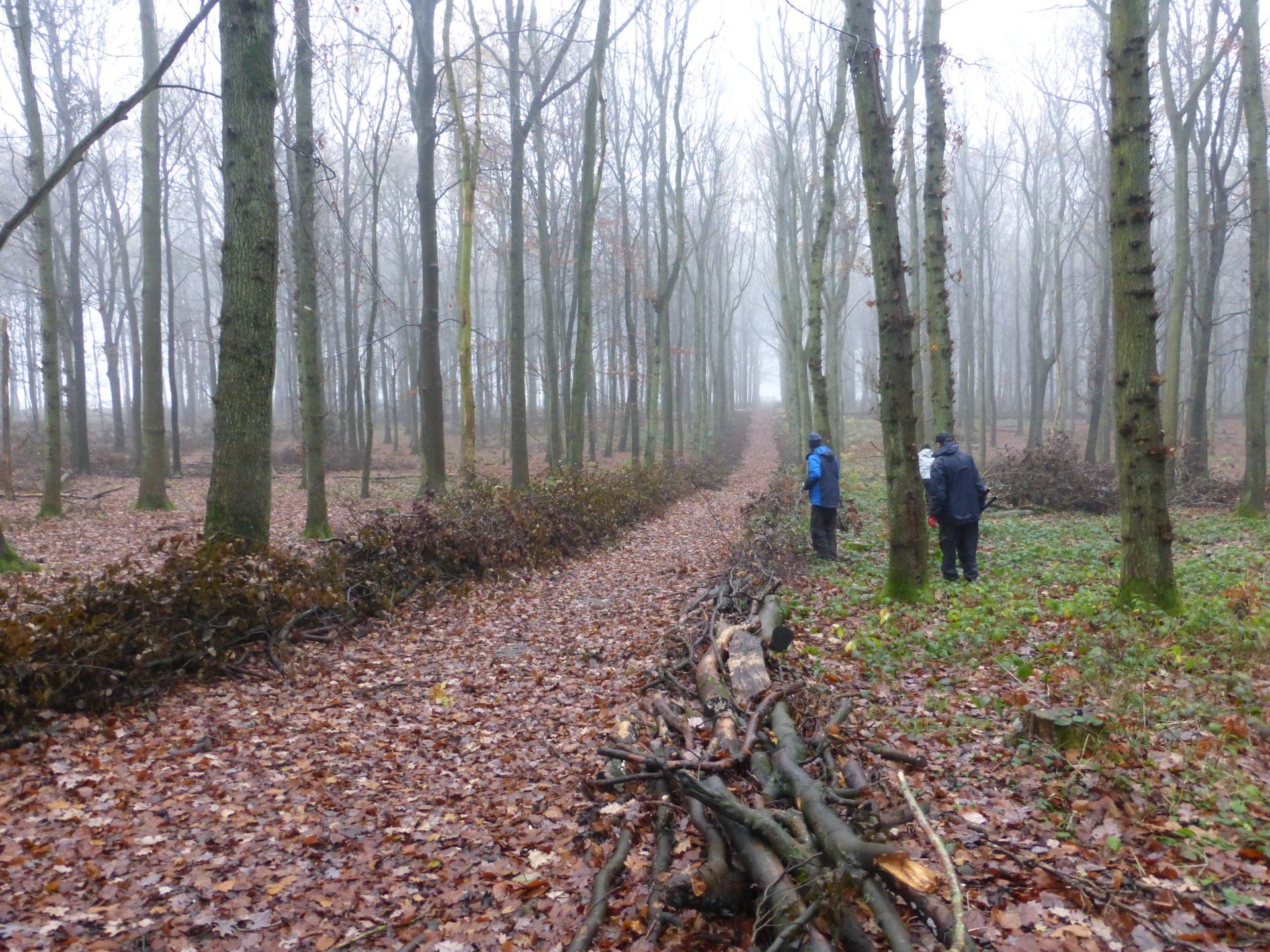 Brush clearance and dead hedging at Dockey Wood, Ashridge