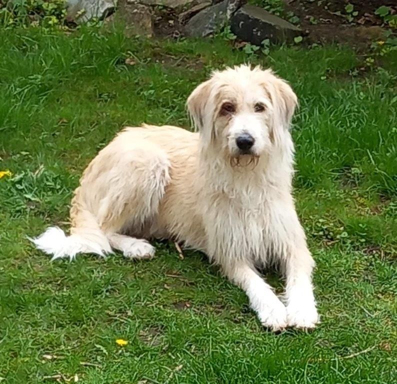 Therapiehund Miri