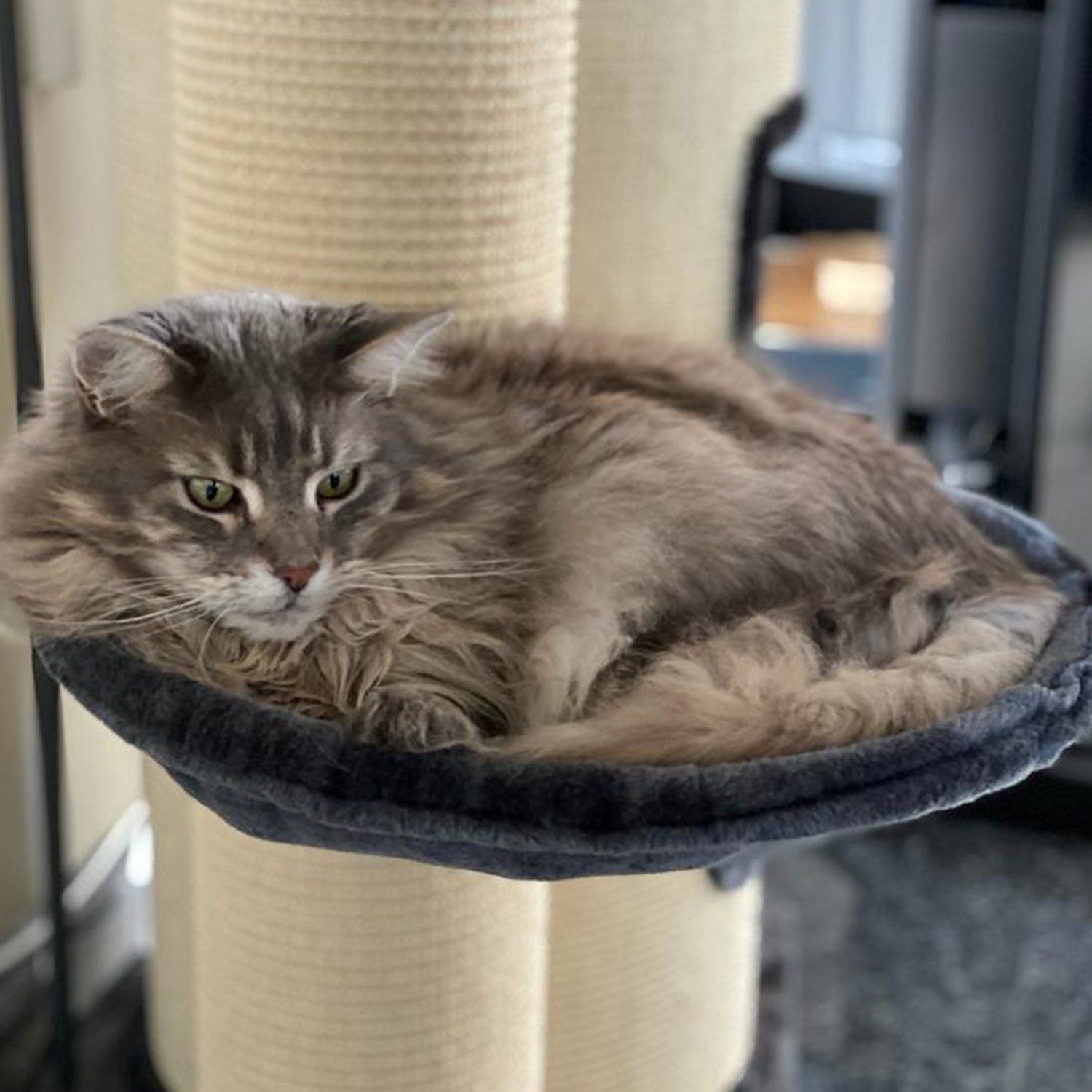 Das Bild zeigt die Katze eines unserer Kunden