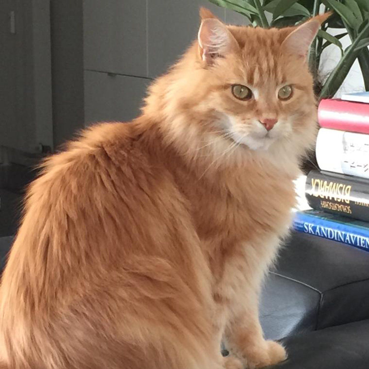 Das Bild zeigt die Katze eines unserer Kunden