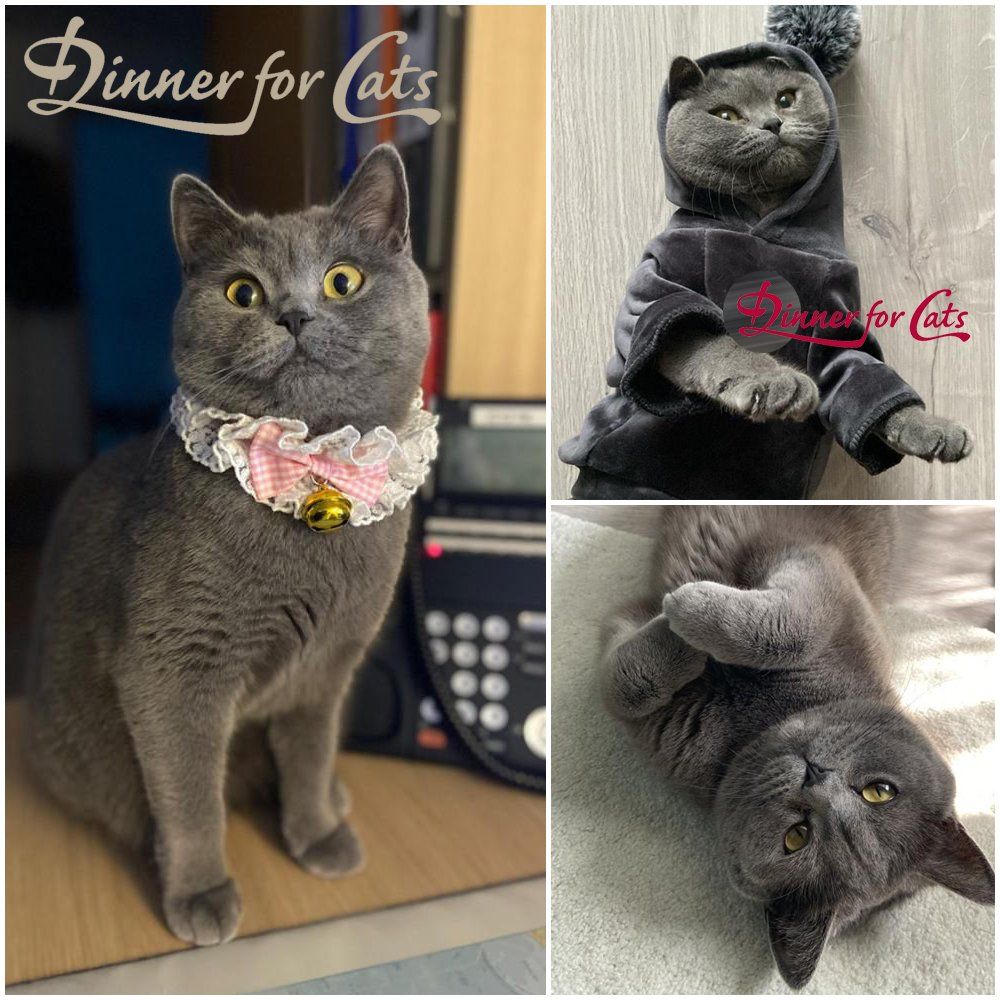 Das Bild zeigt die Katze eines unserer Kunden