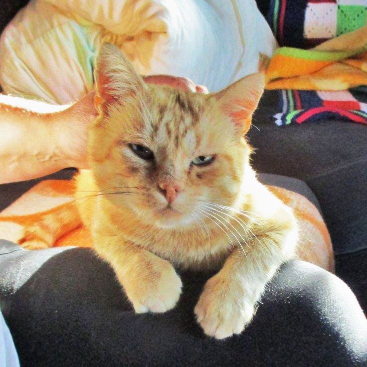 Das Bild zeigt die Katze eines unserer Kunden