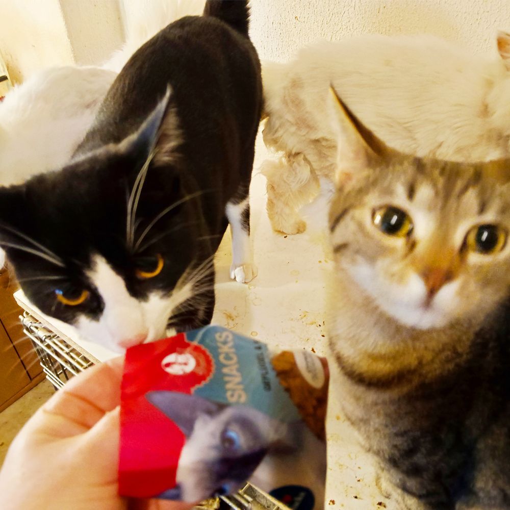 Das Bild zeigt die Katze eines unserer Kunden