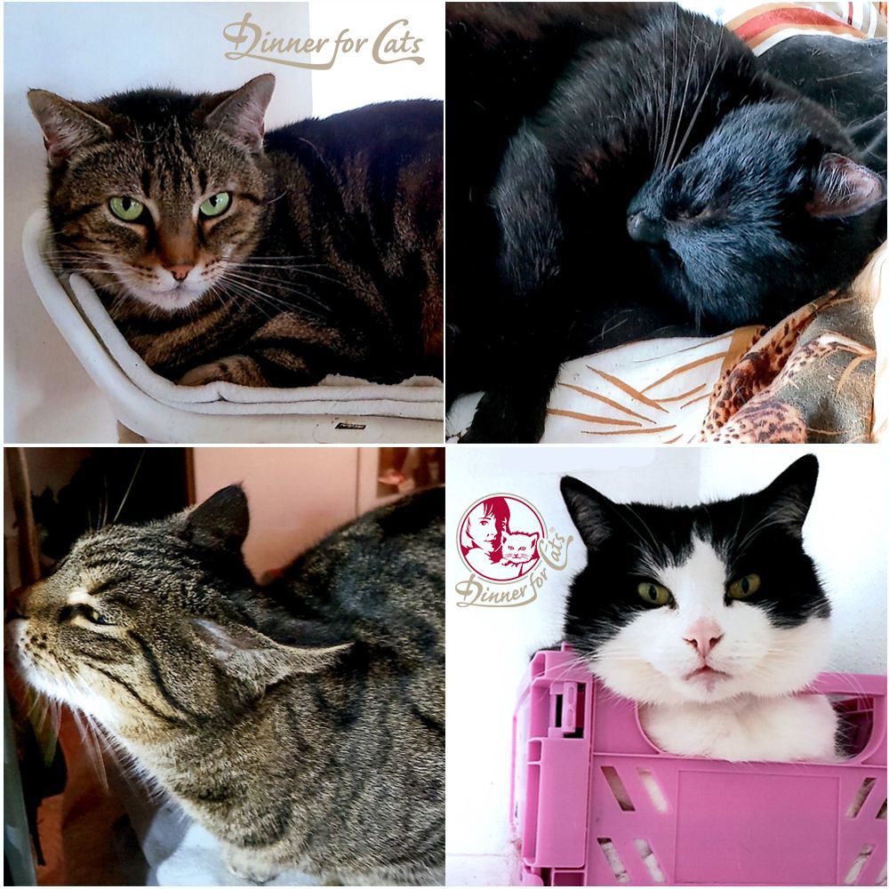 Das Bild zeigt die Katze eines unserer Kunden